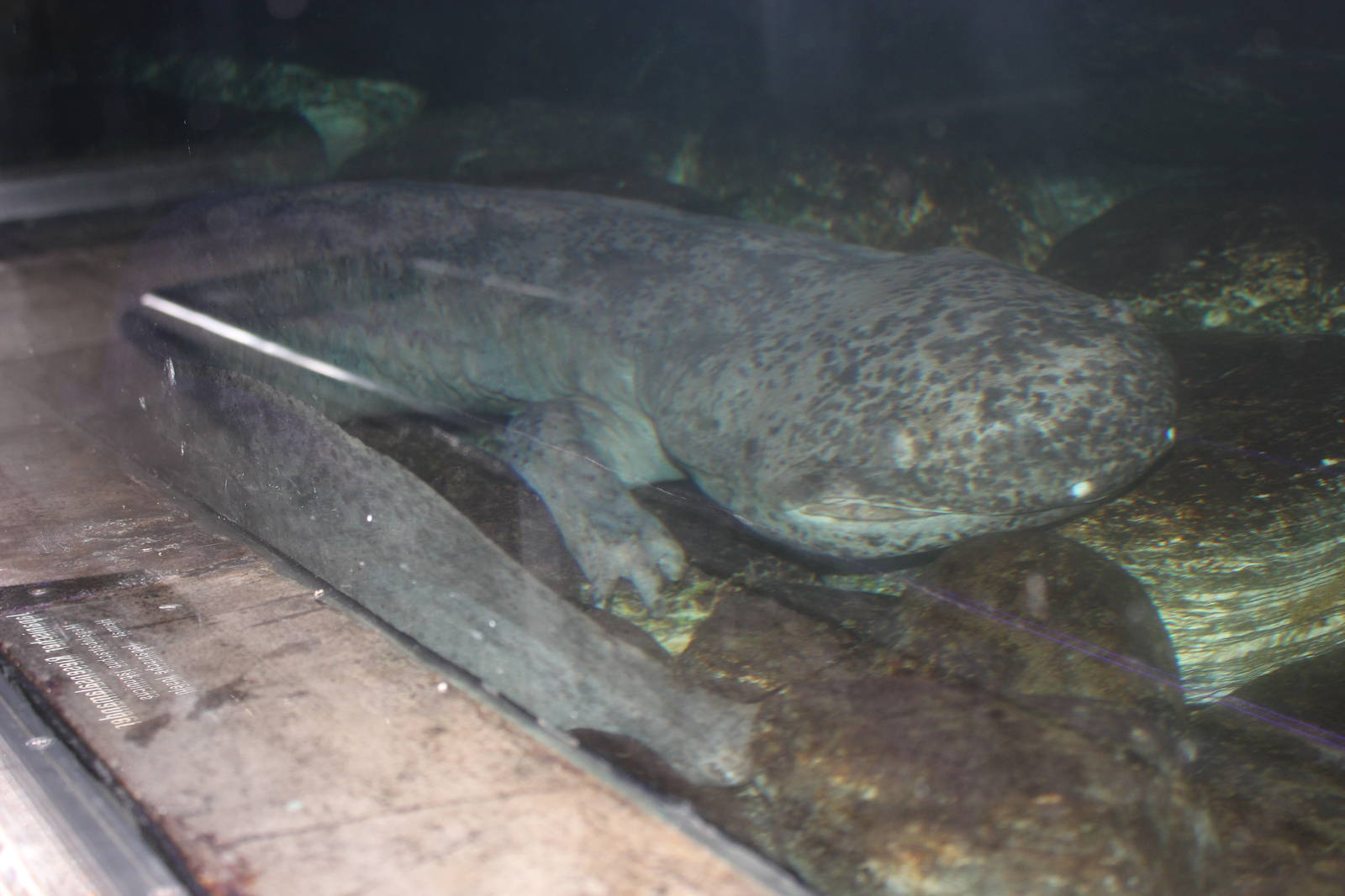 Chinese giant salamander