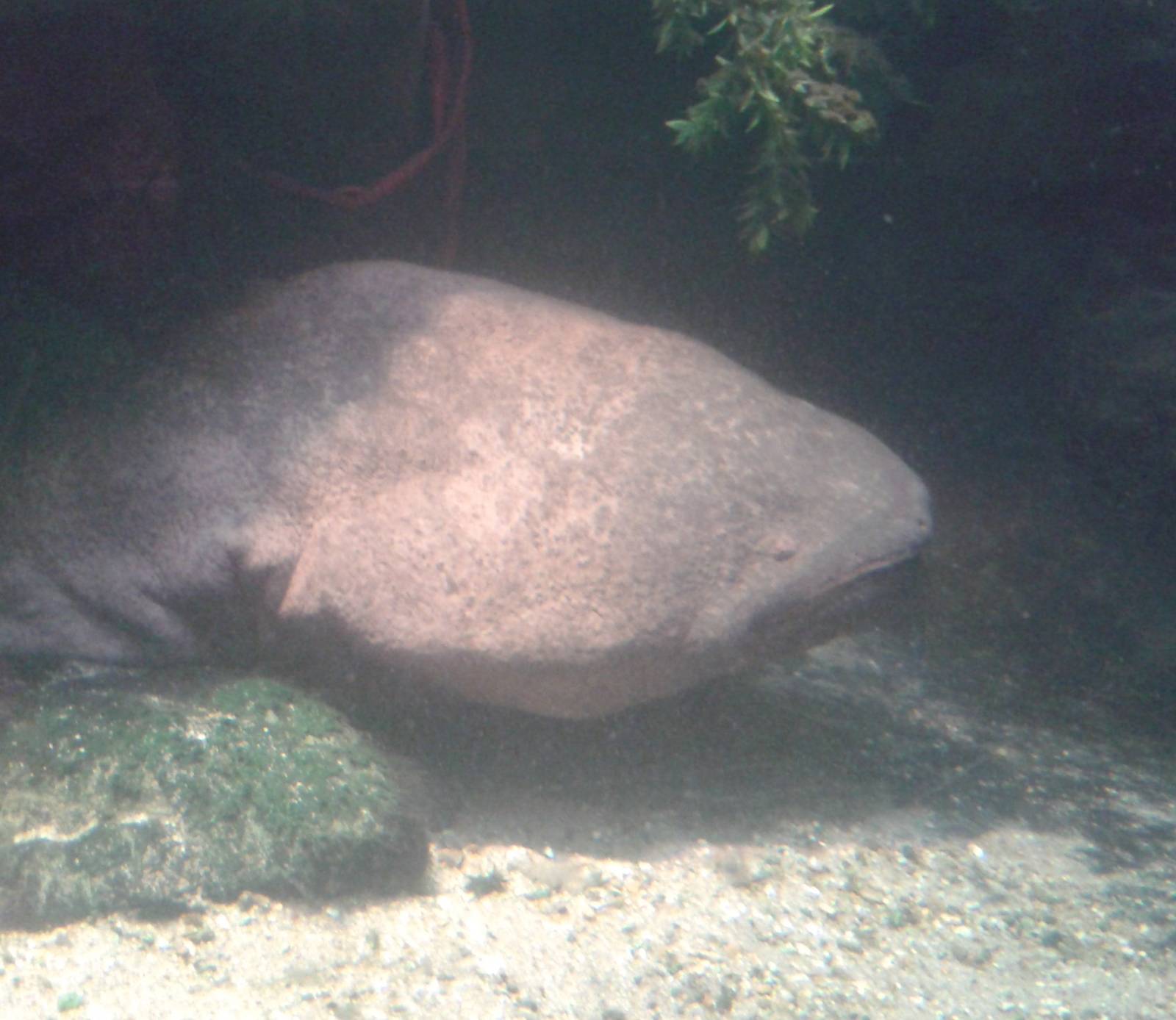 Chinese giant salamander