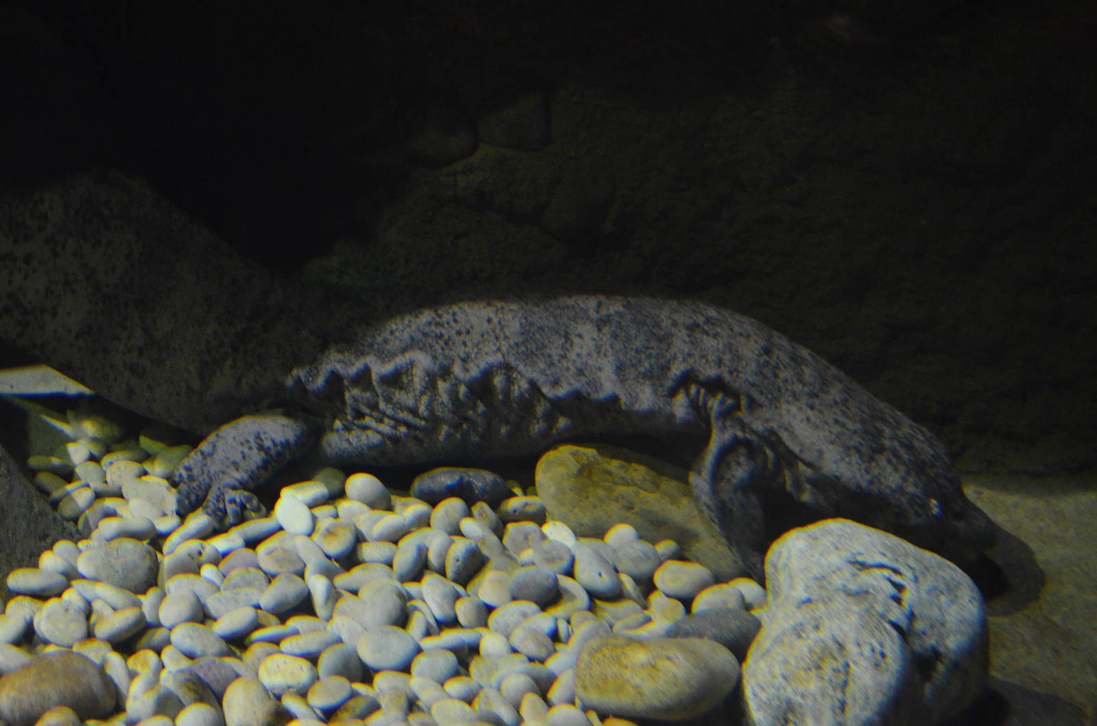 Chinese Giant Salamander