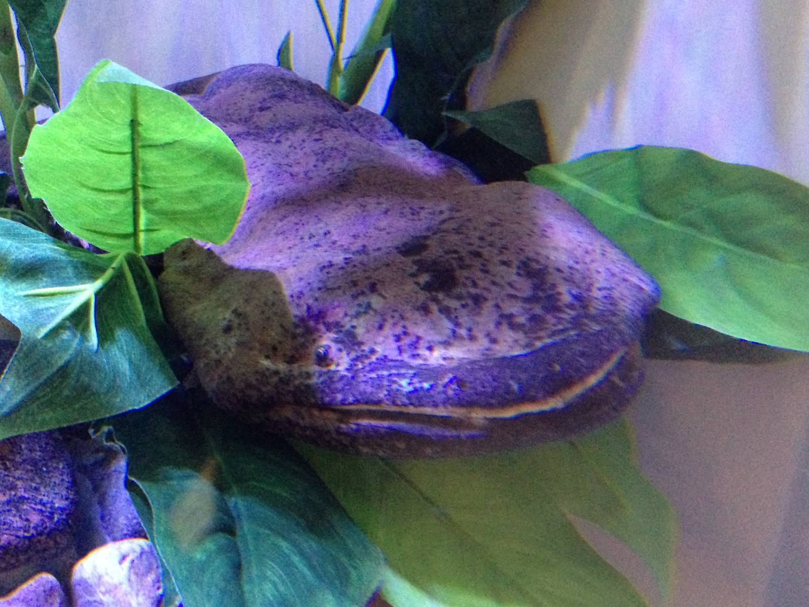 Chinese Giant Salamander