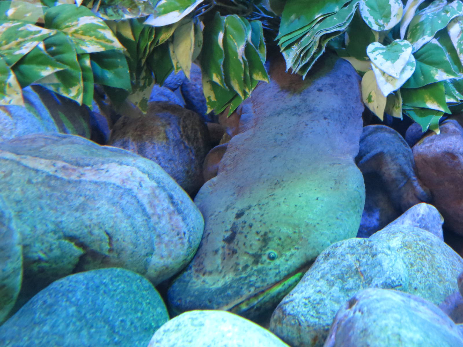 Chinese Giant Salamander