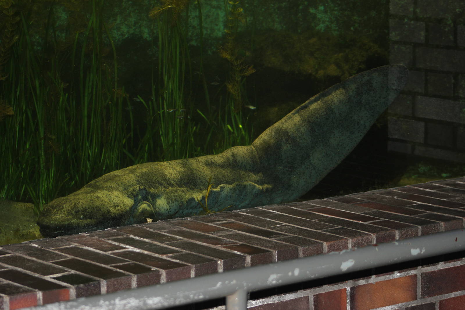 Chinese giant salamander