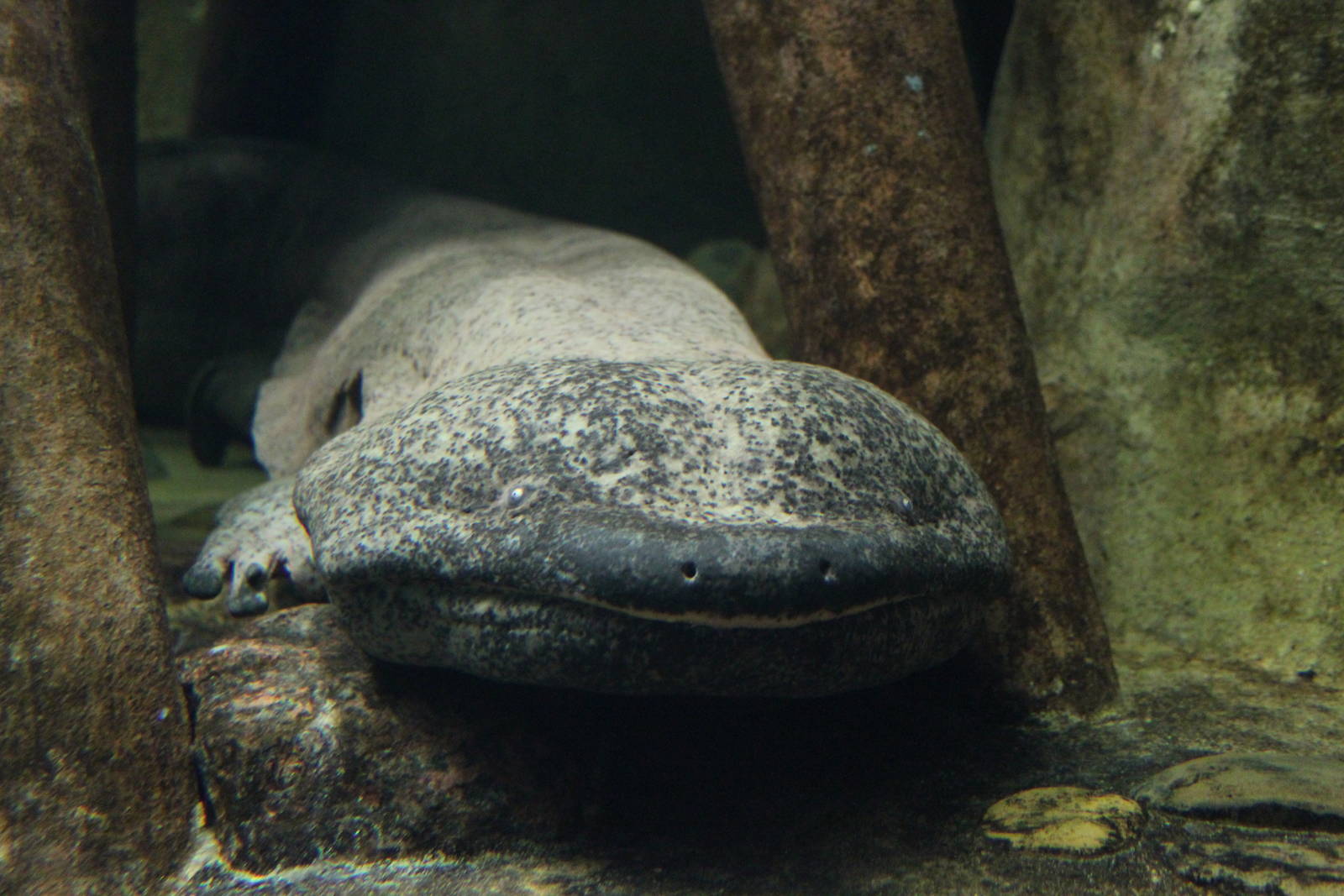 Chinese giant salamander