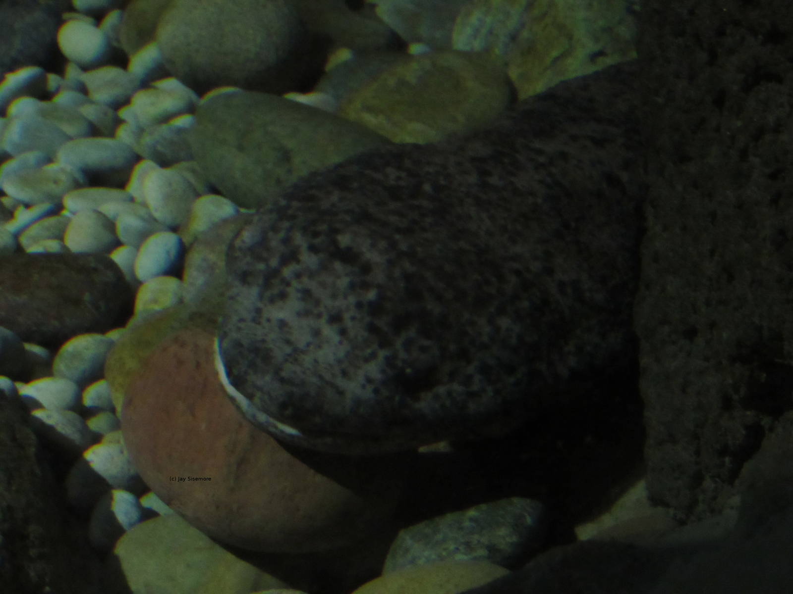 Chinese Giant Salamander