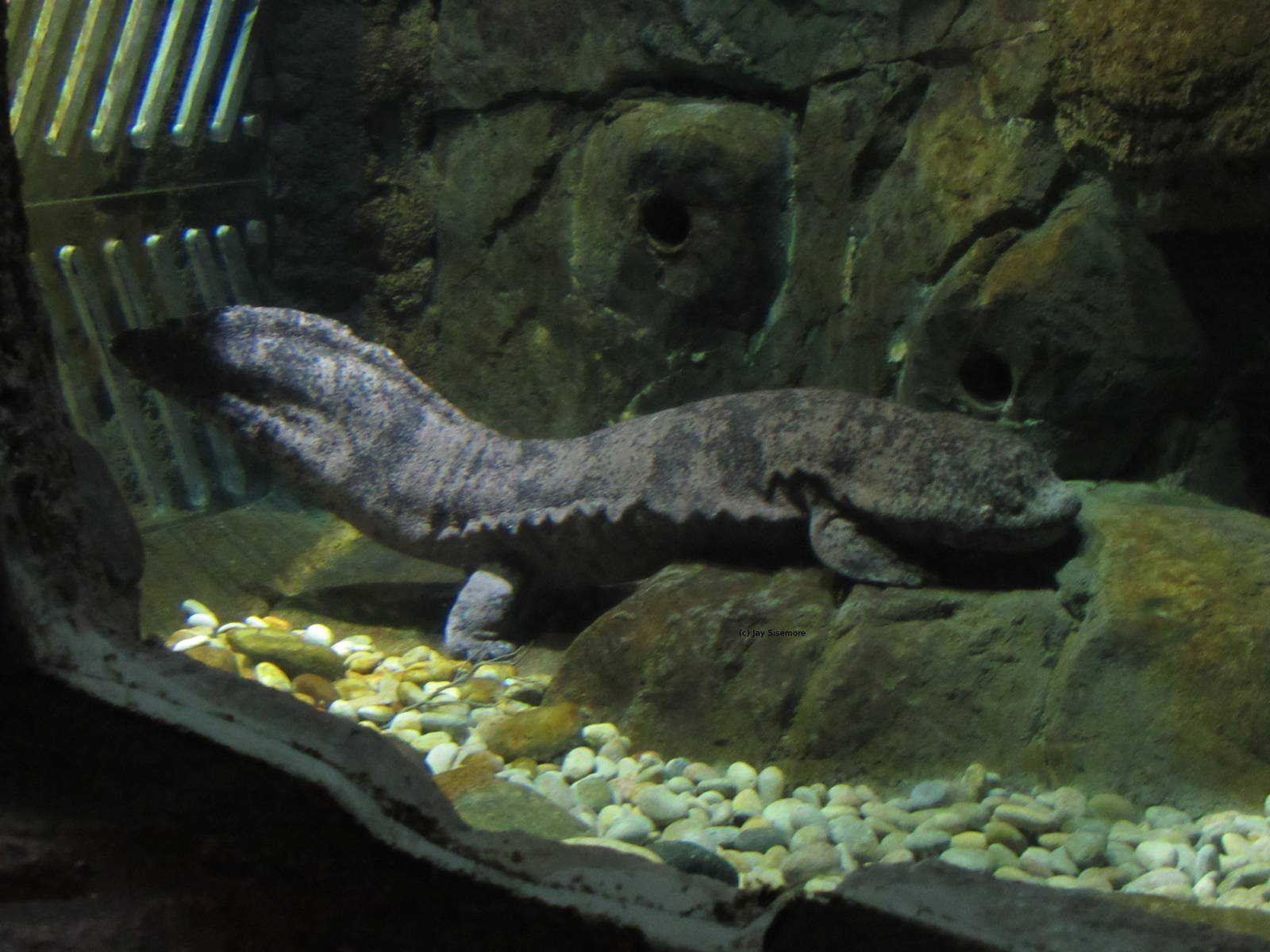 Chinese Giant Salamander