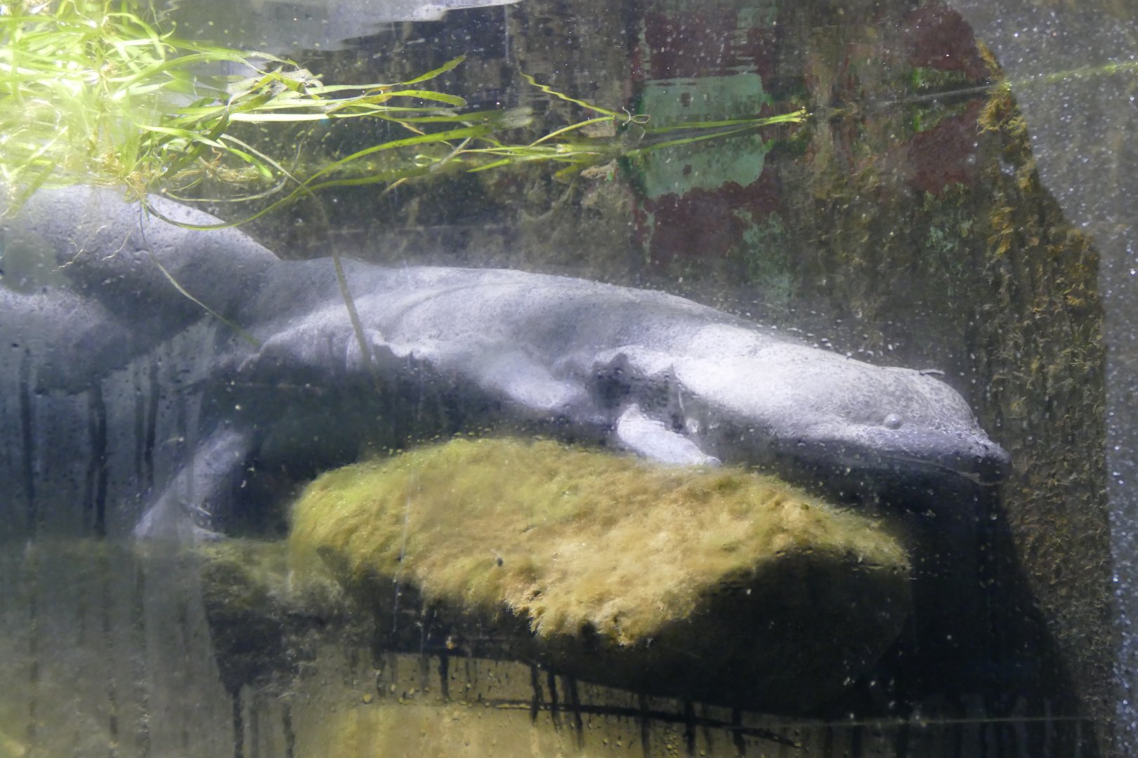 Chinese giant salamander