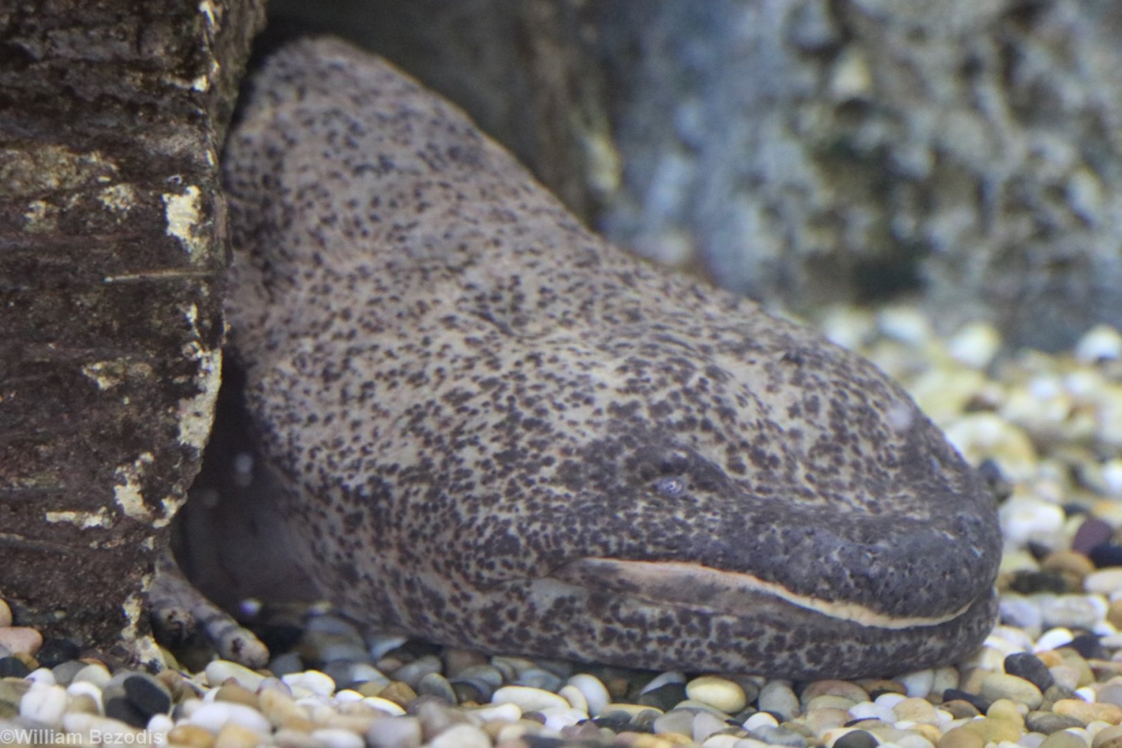 Chinese Giant Salamander