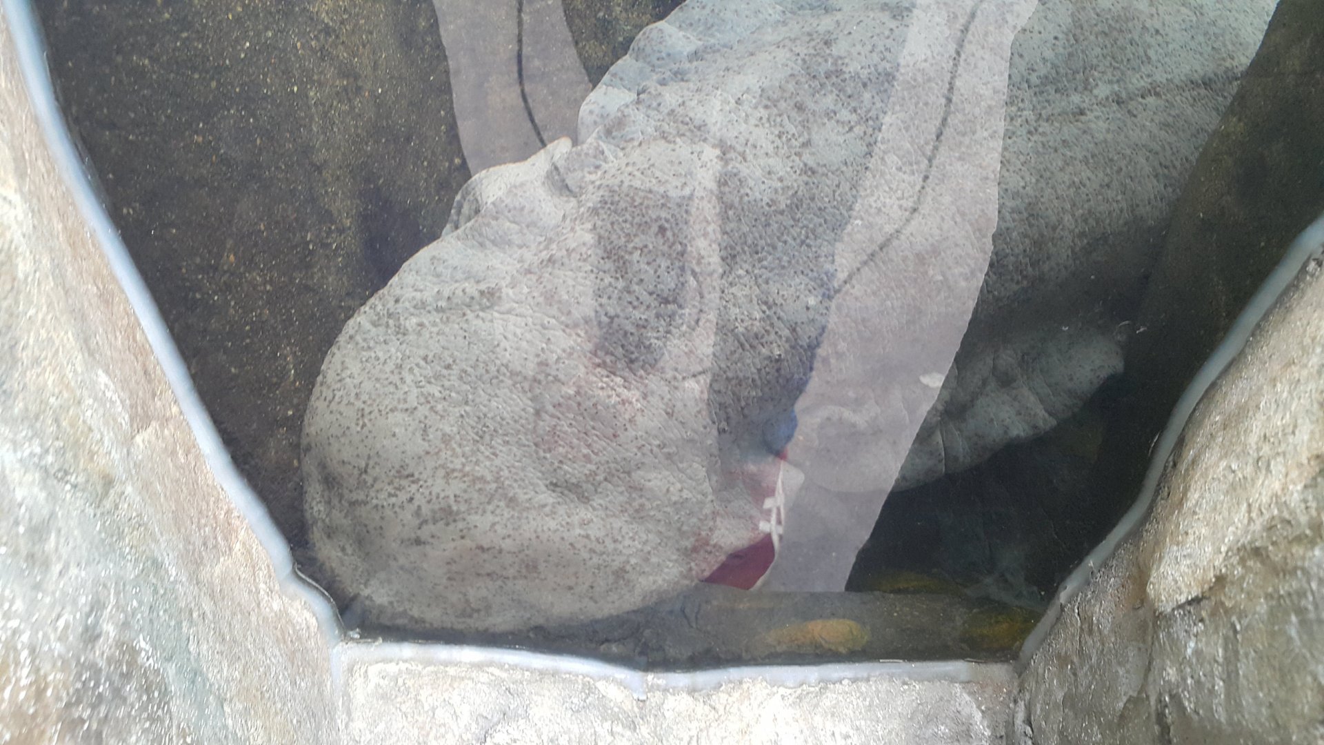 Chinese Giant Salamander