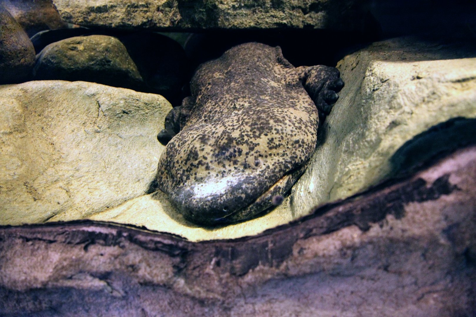 Chinese giant salamander