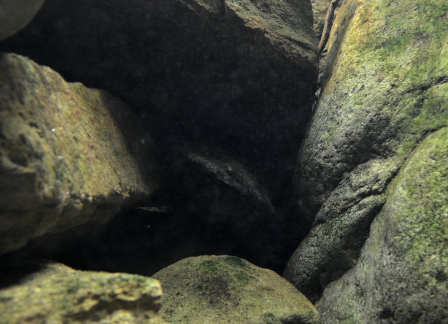 Chinese giant salamander