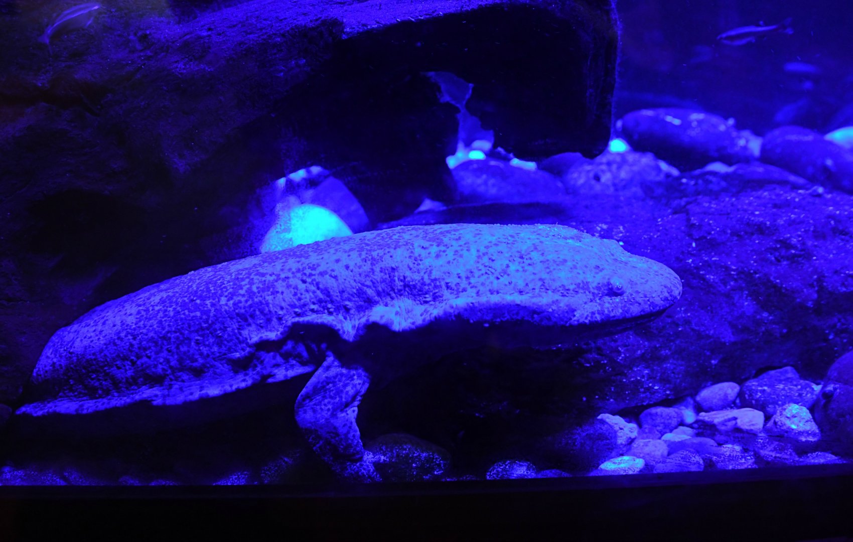 Chinese Giant Salamander