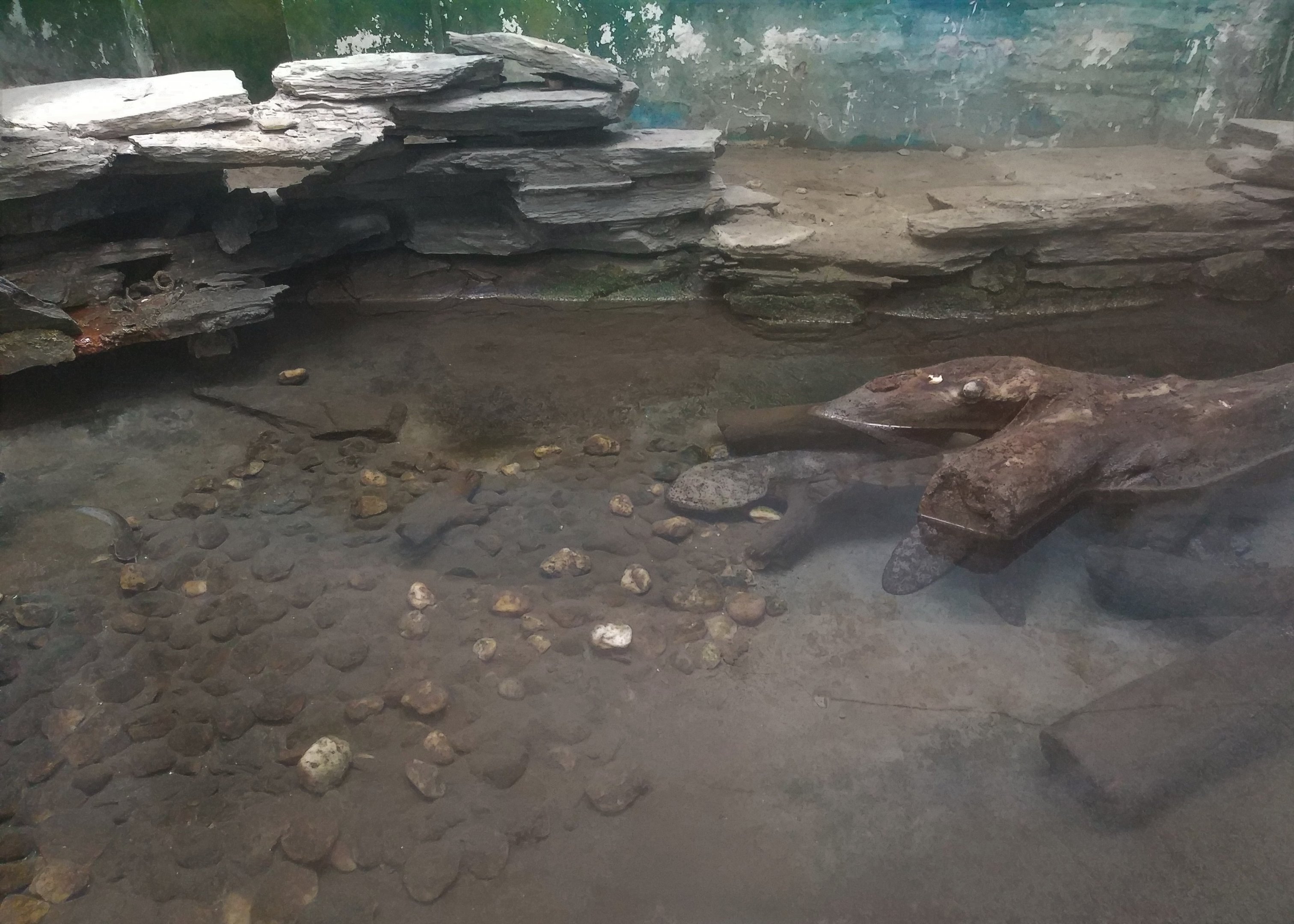Chinese Giant Salamander