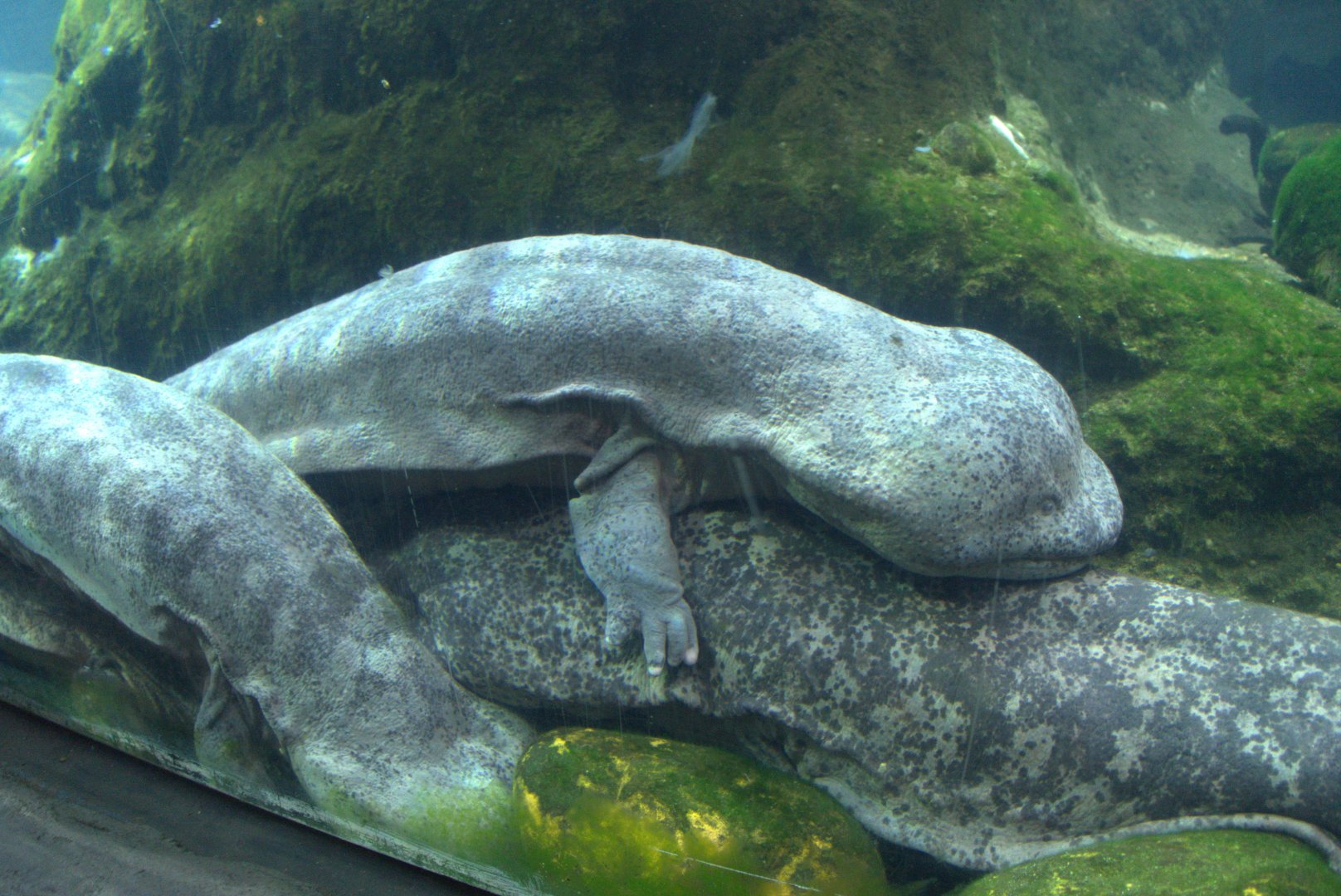 Chinese Giant Salamander