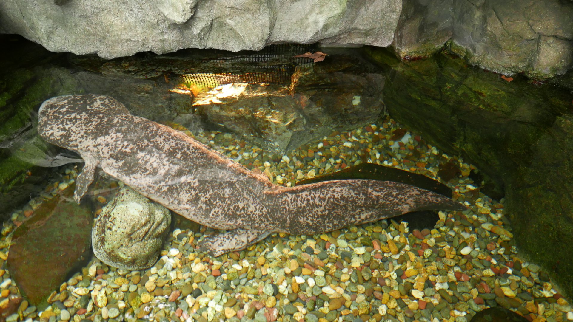 Chinese Giant Salamander
