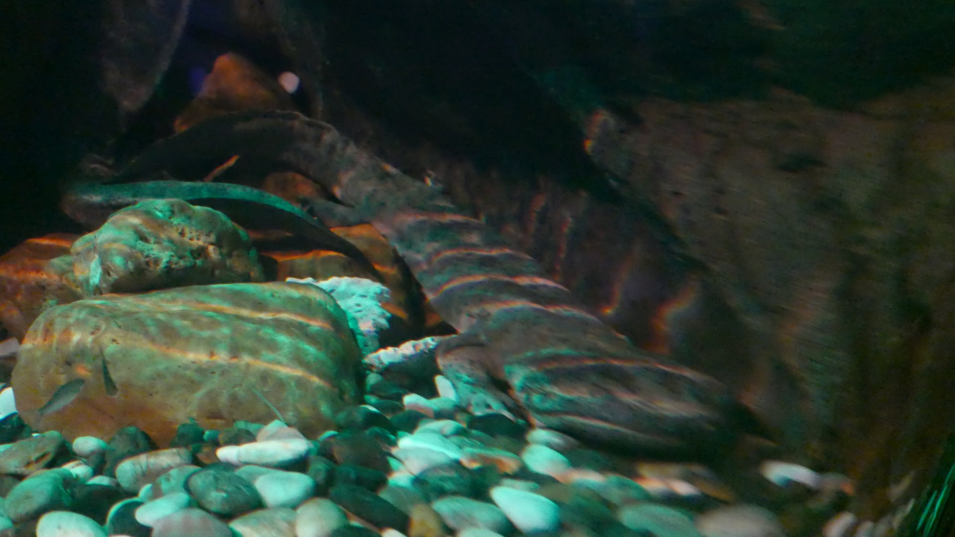 Chinese Giant Salamander