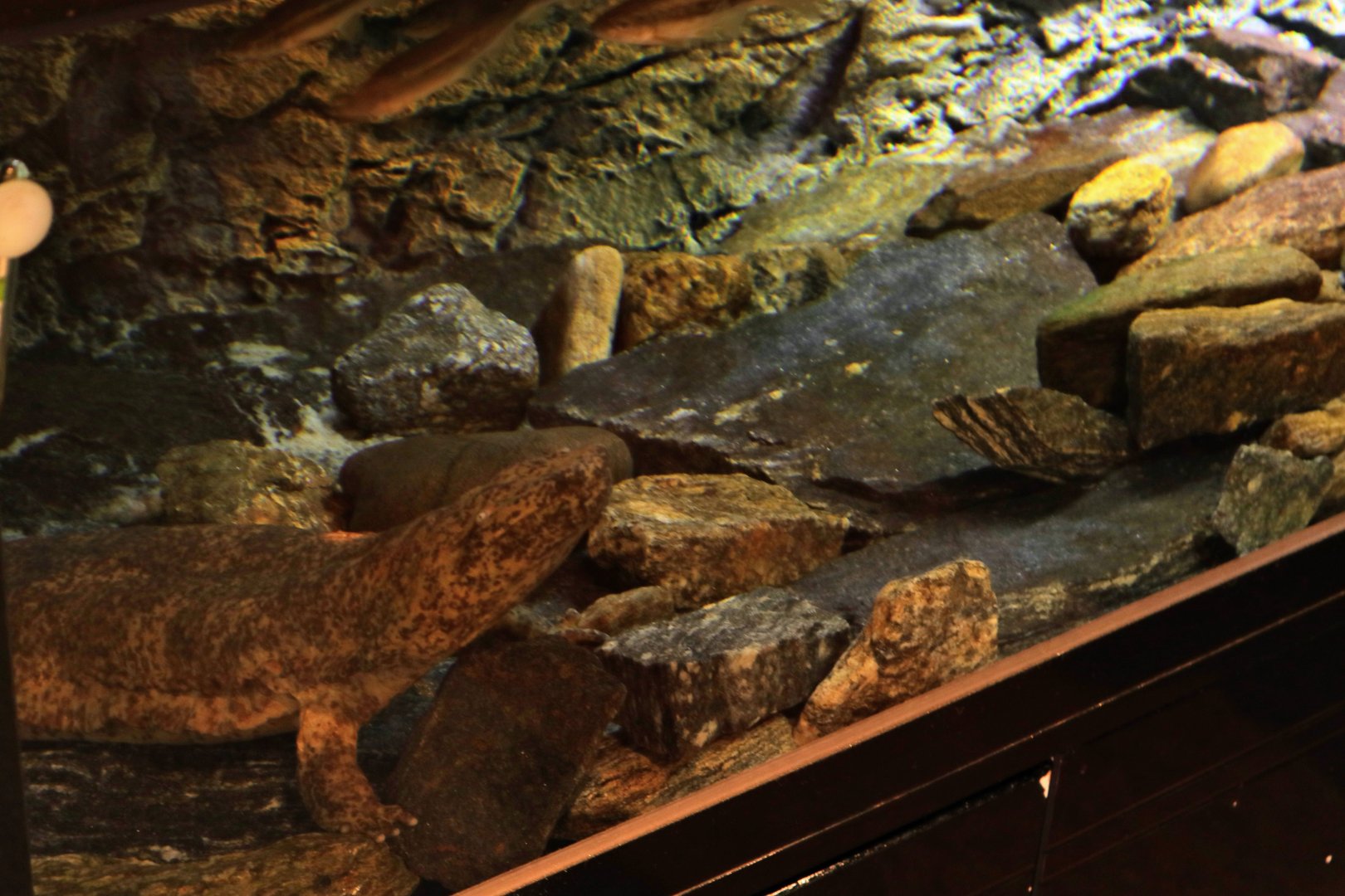 Chinese Giant Salamander