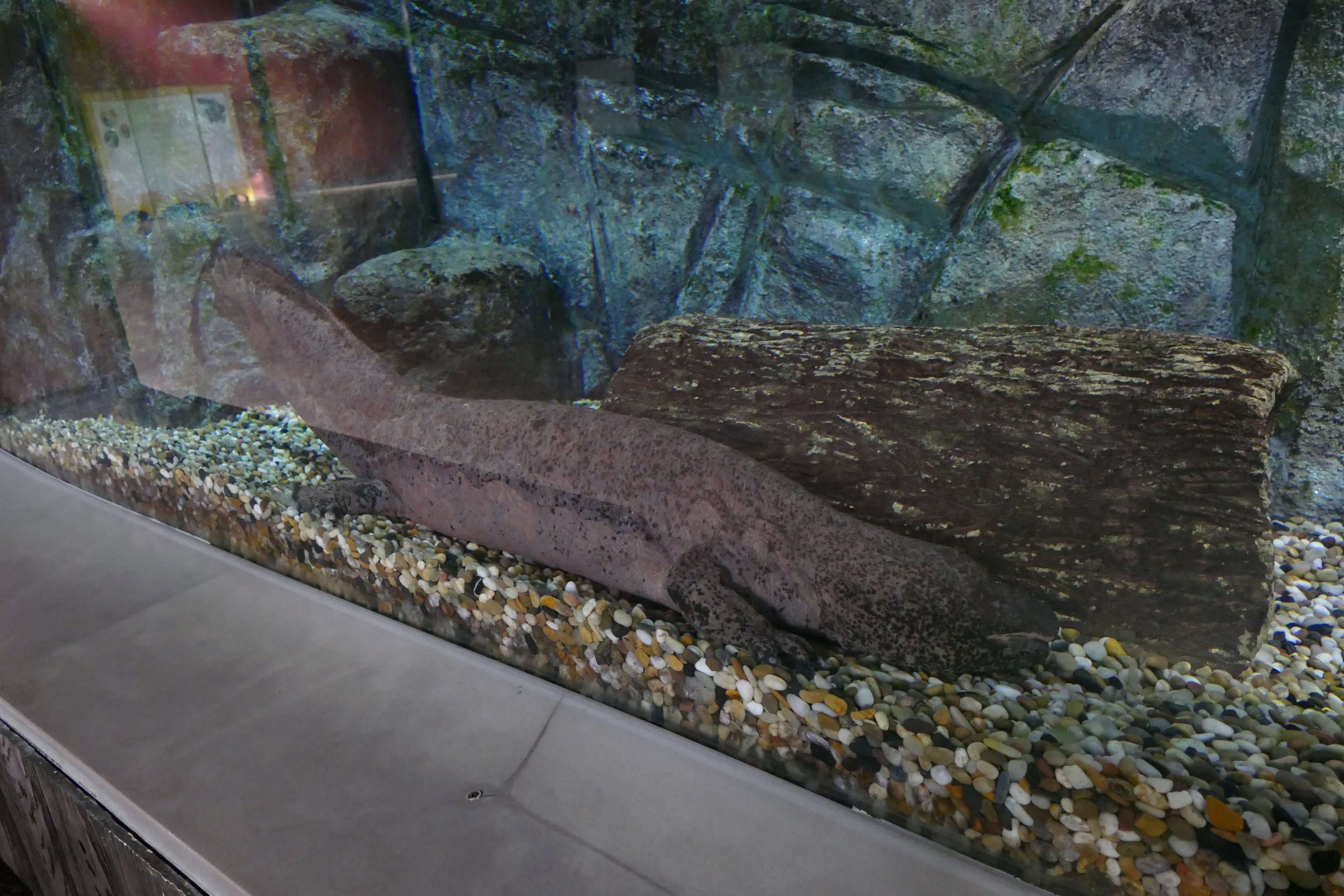 Chinese giant salamander