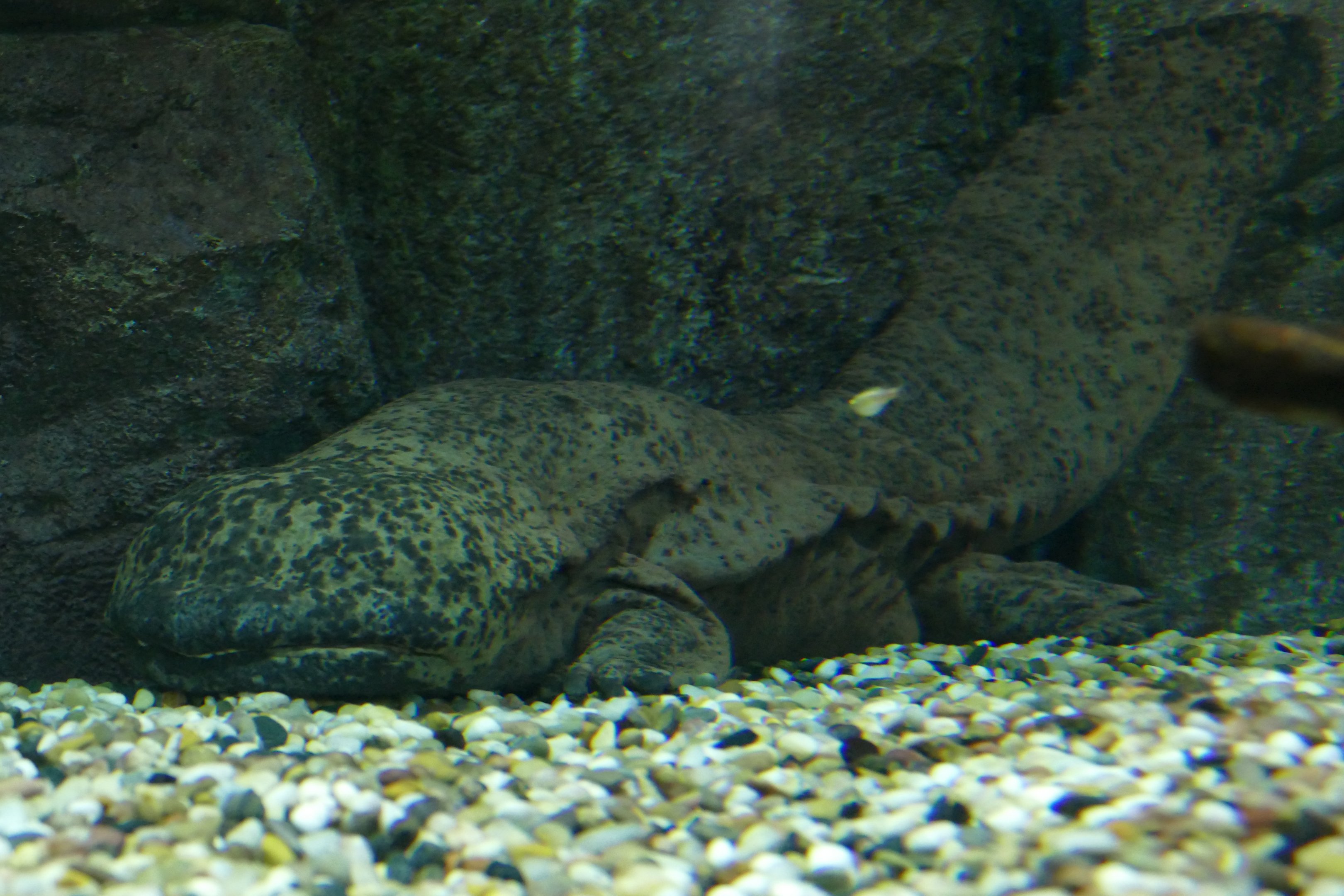 Chinese giant salamander