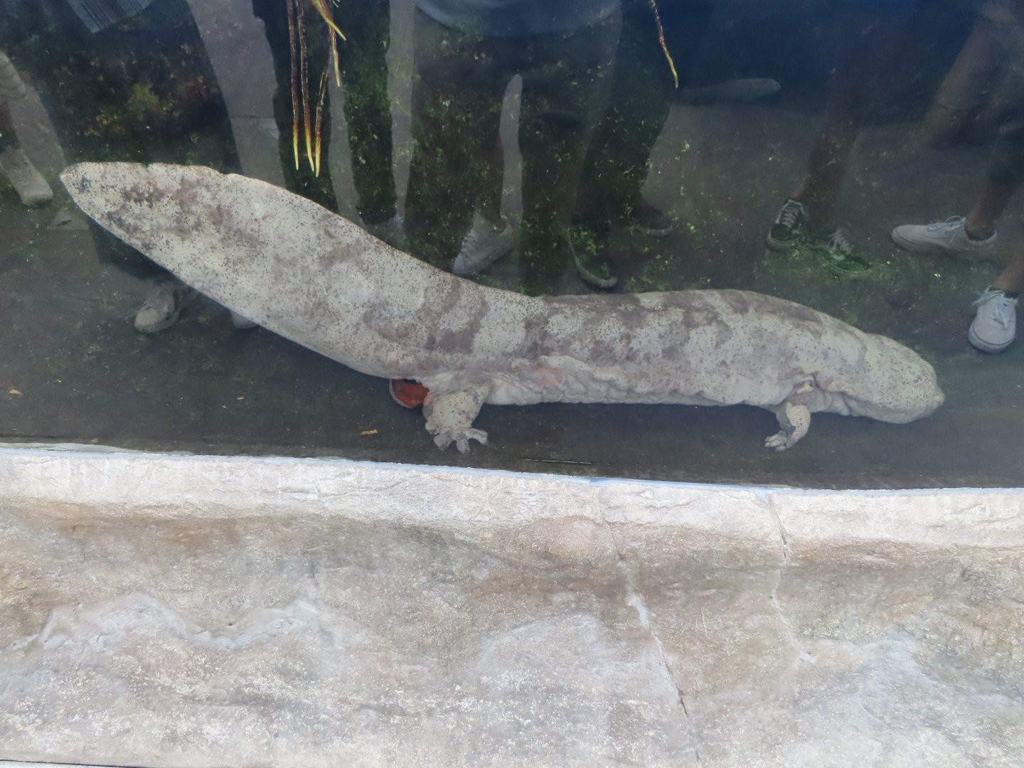 Chinese giant salamander