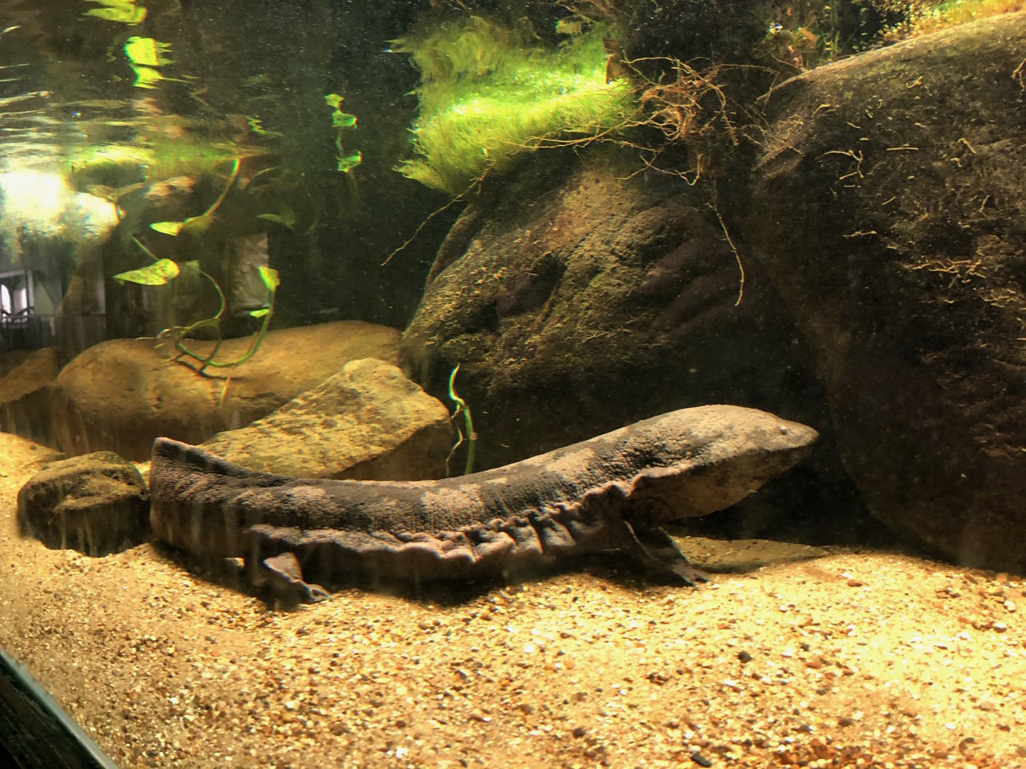 Chinese Giant Salamander