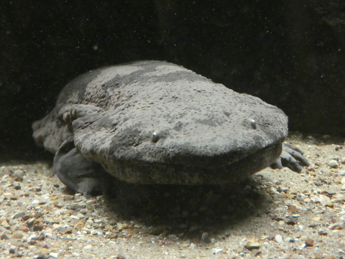 Chinese giant salamander