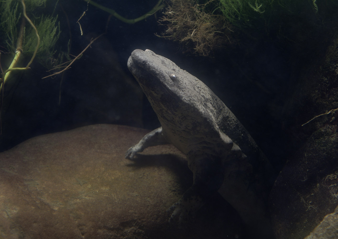 Chinese giant salamander