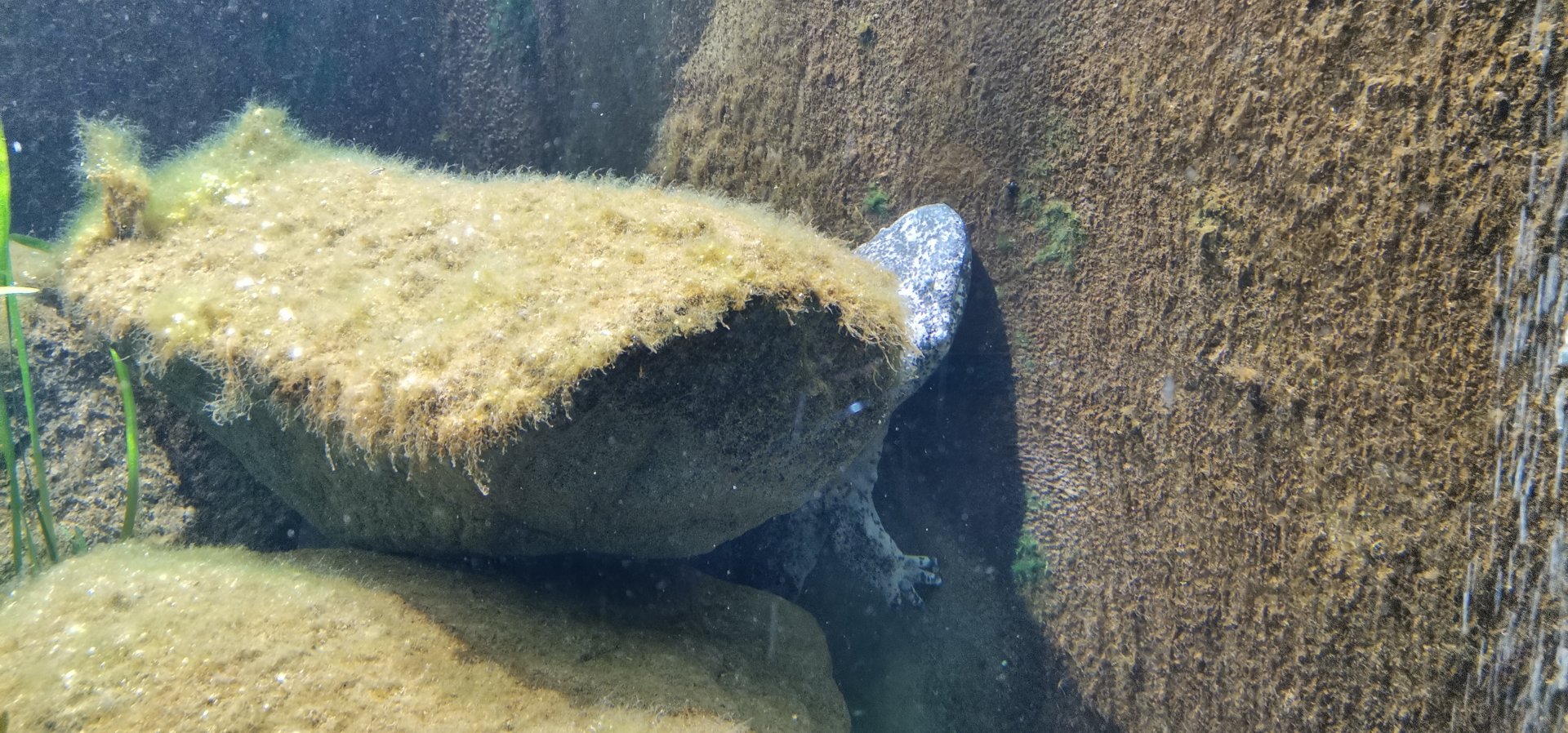 Chinese Giant Salamander