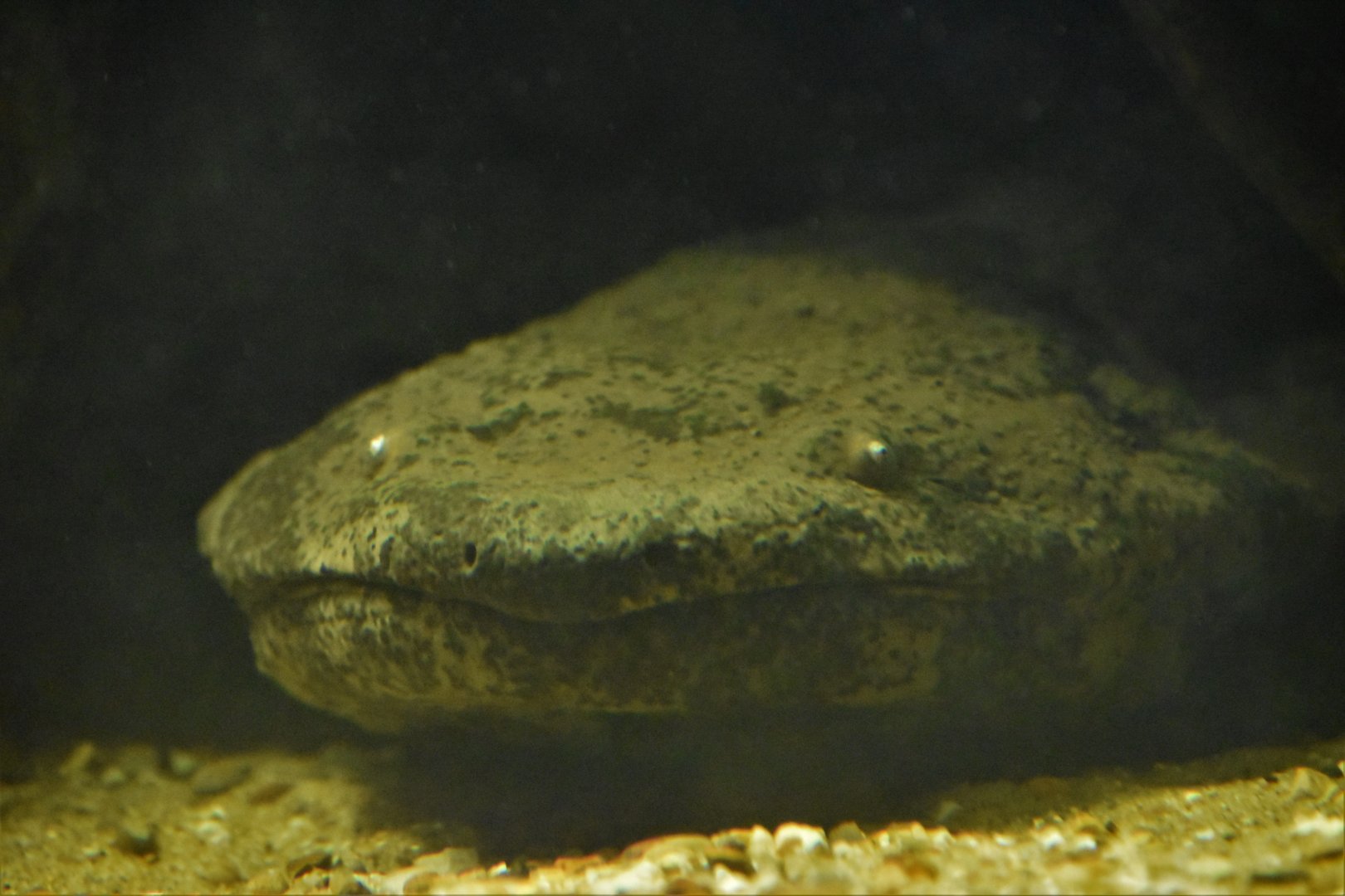 Chinese giant salamander