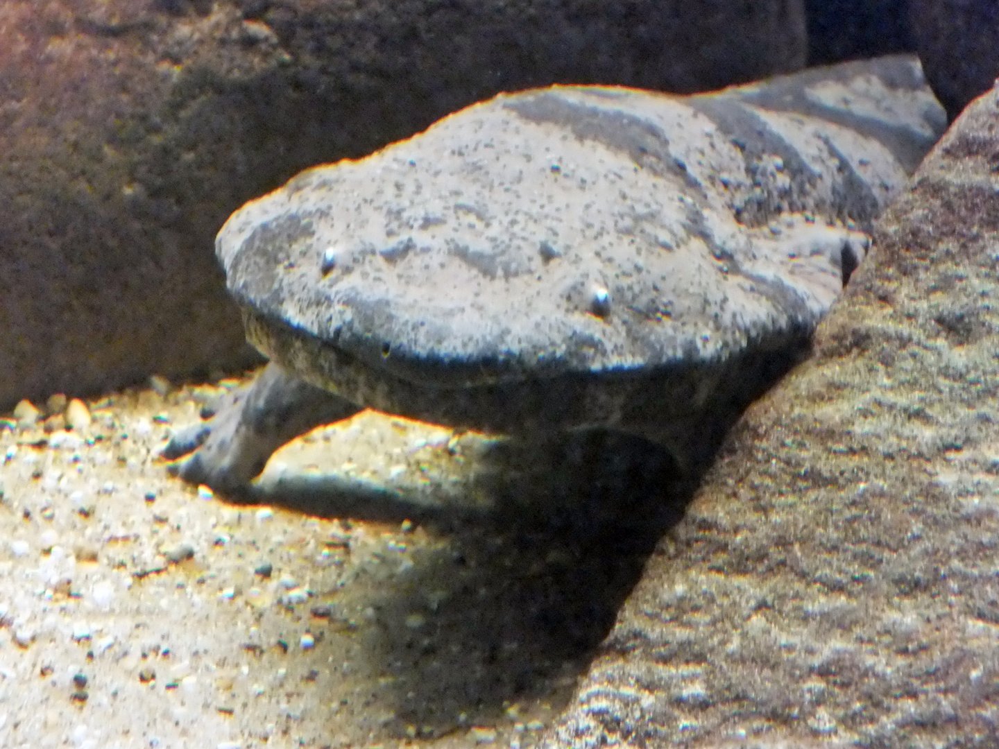 Chinese giant salamander