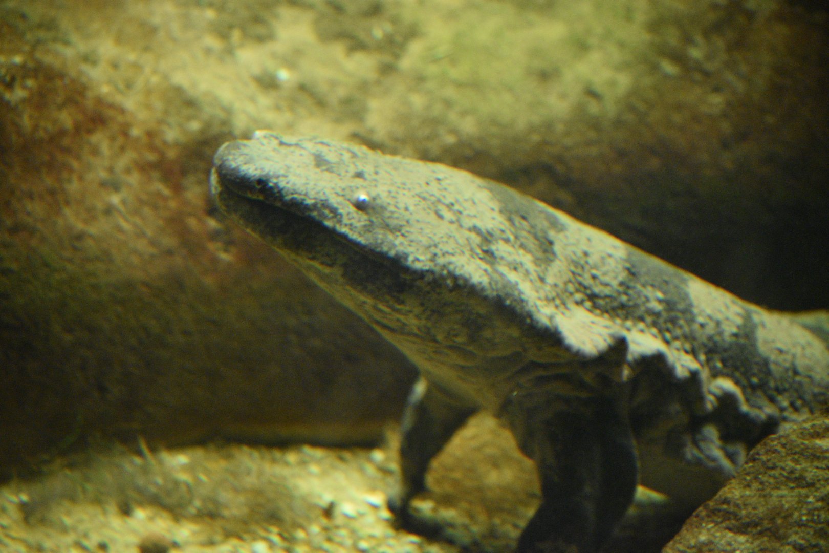 Chinese giant salamander