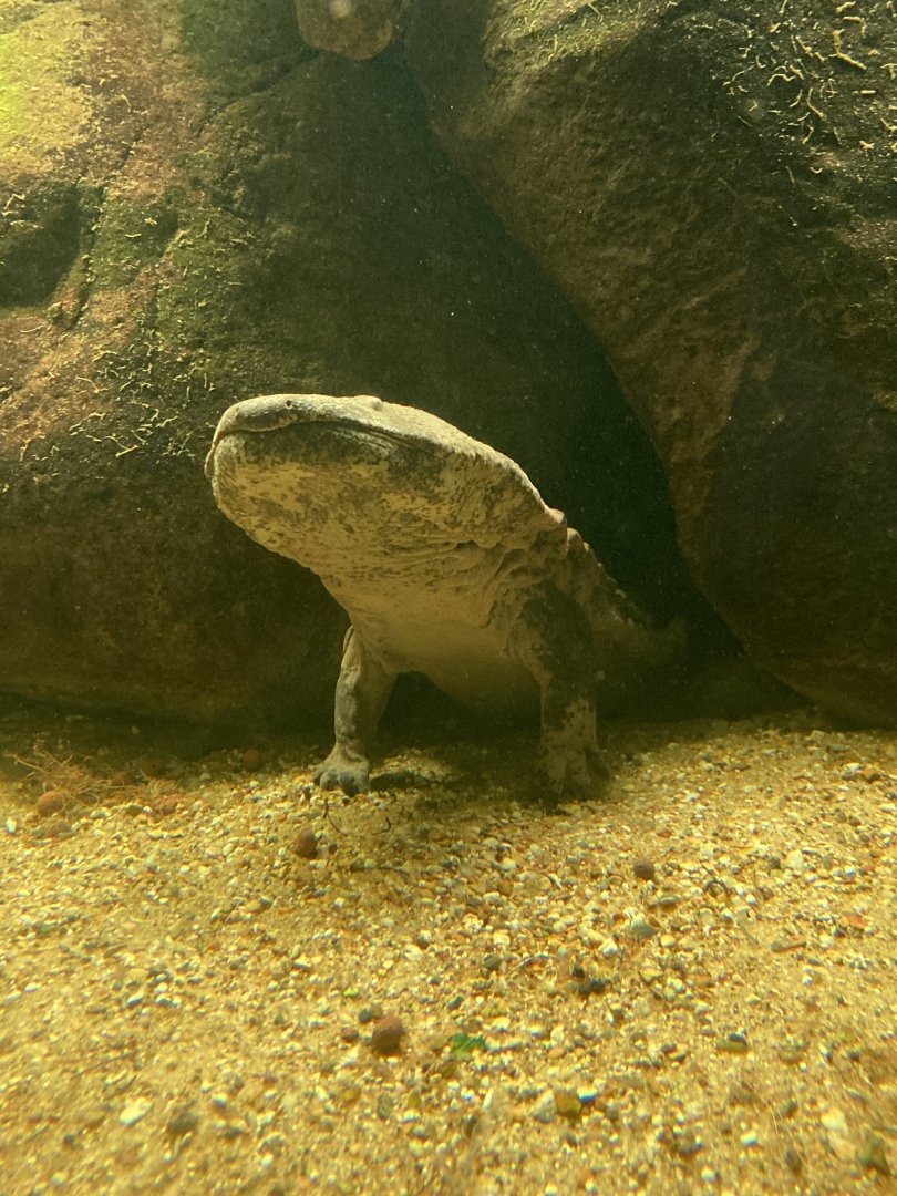 Chinese giant salamander