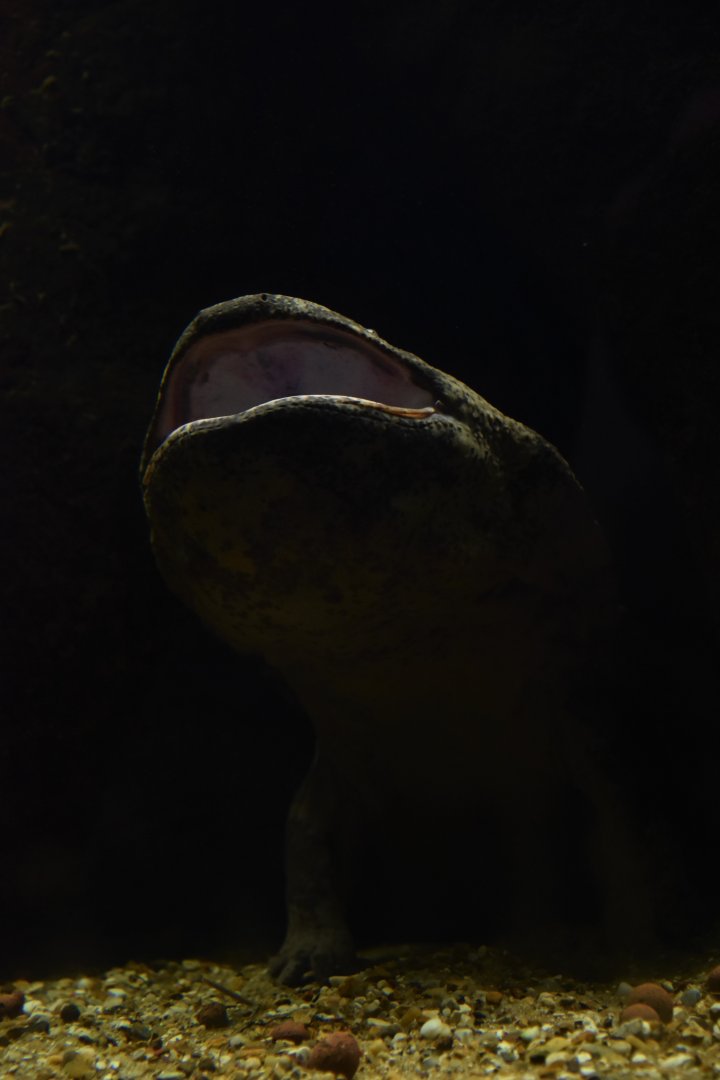 Chinese giant salamander