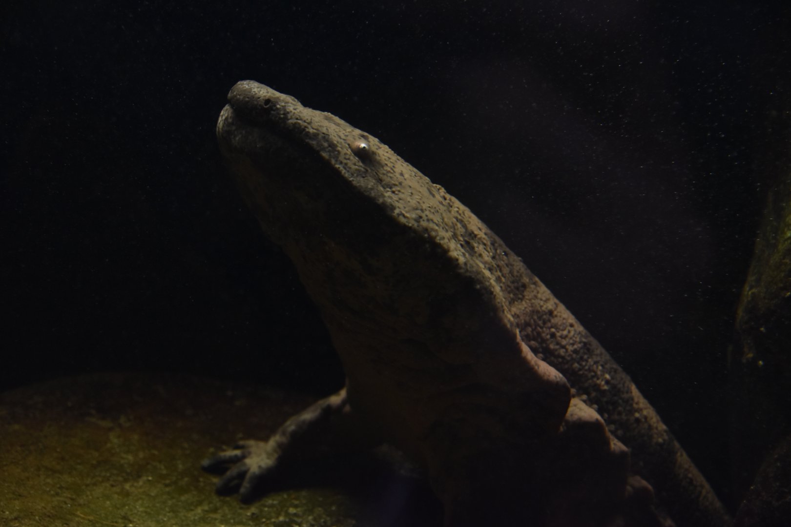 Chinese giant salamander
