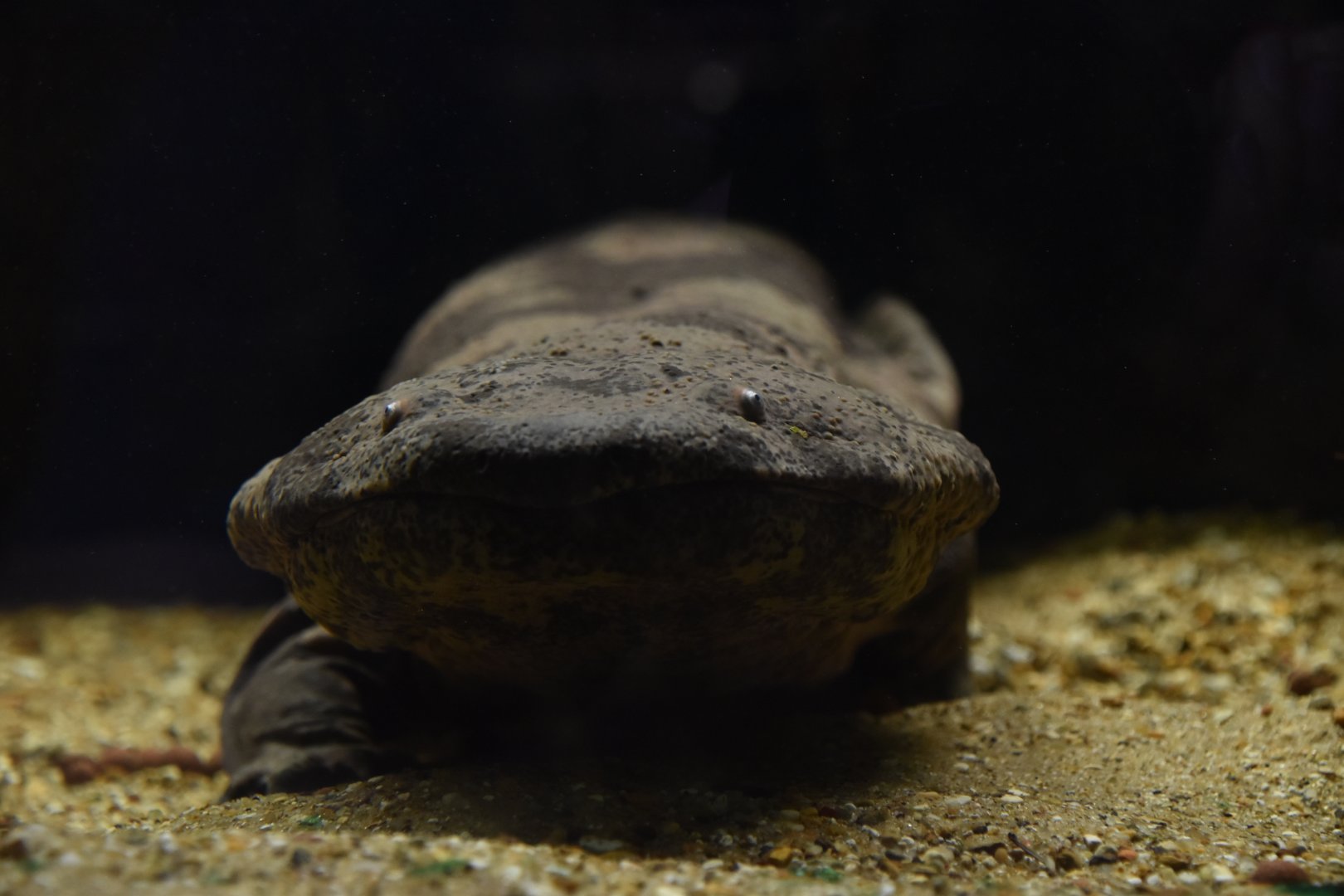 Chinese giant salamander