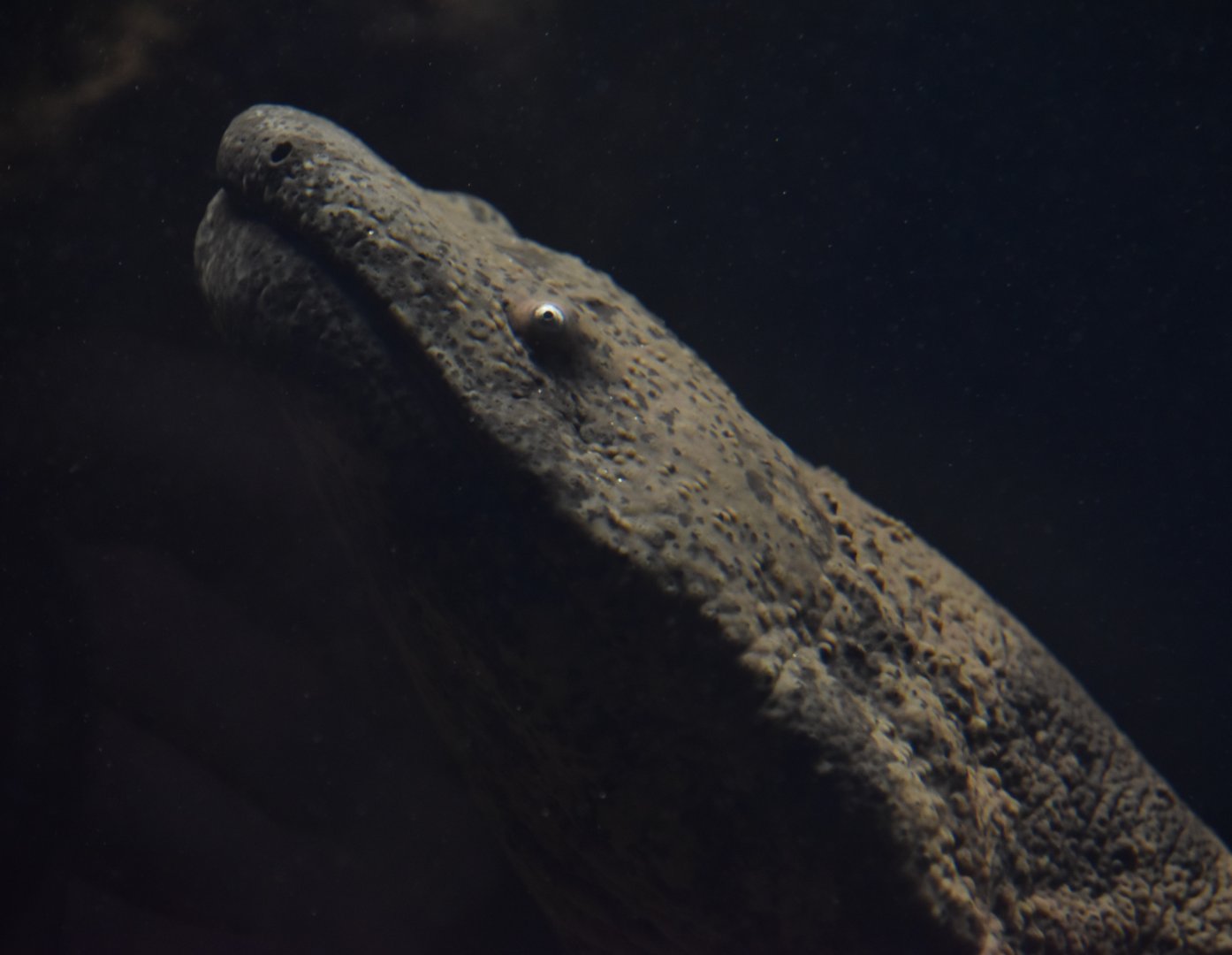 Chinese giant salamander