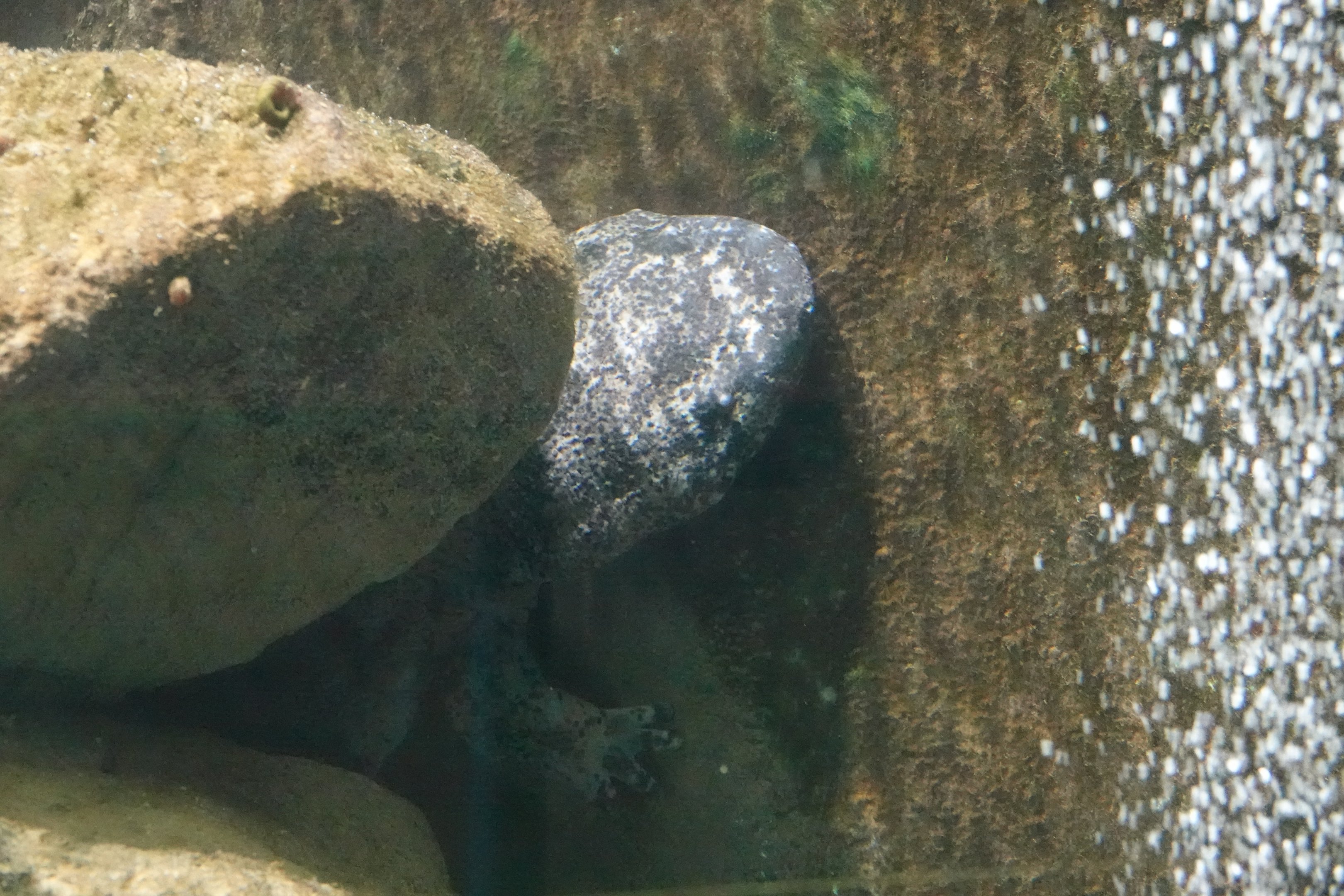 Chinese giant salamander