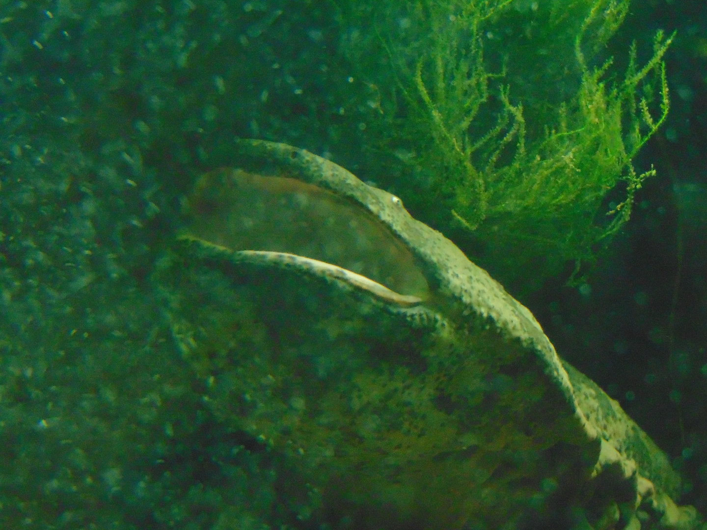 Chinese Giant Salamander