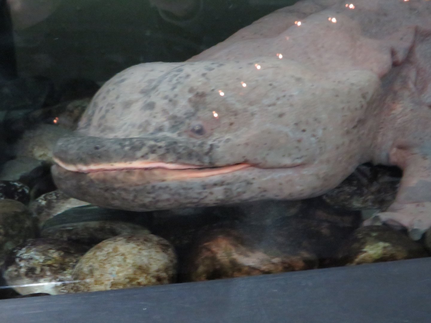 Chinese giant salamander