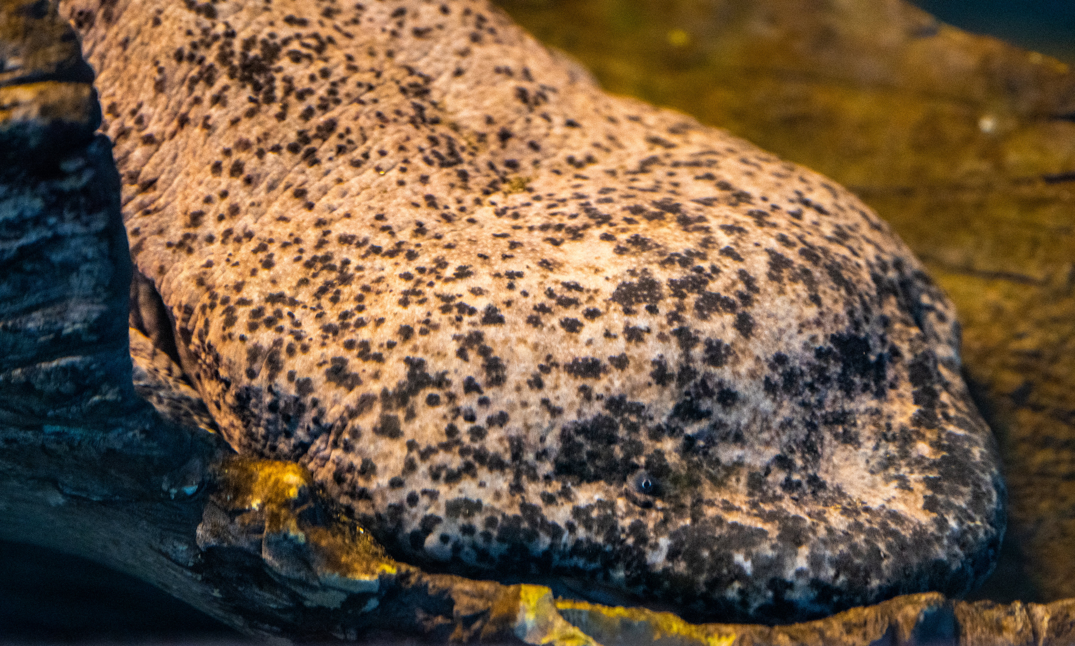 Chinese Giant Salamander