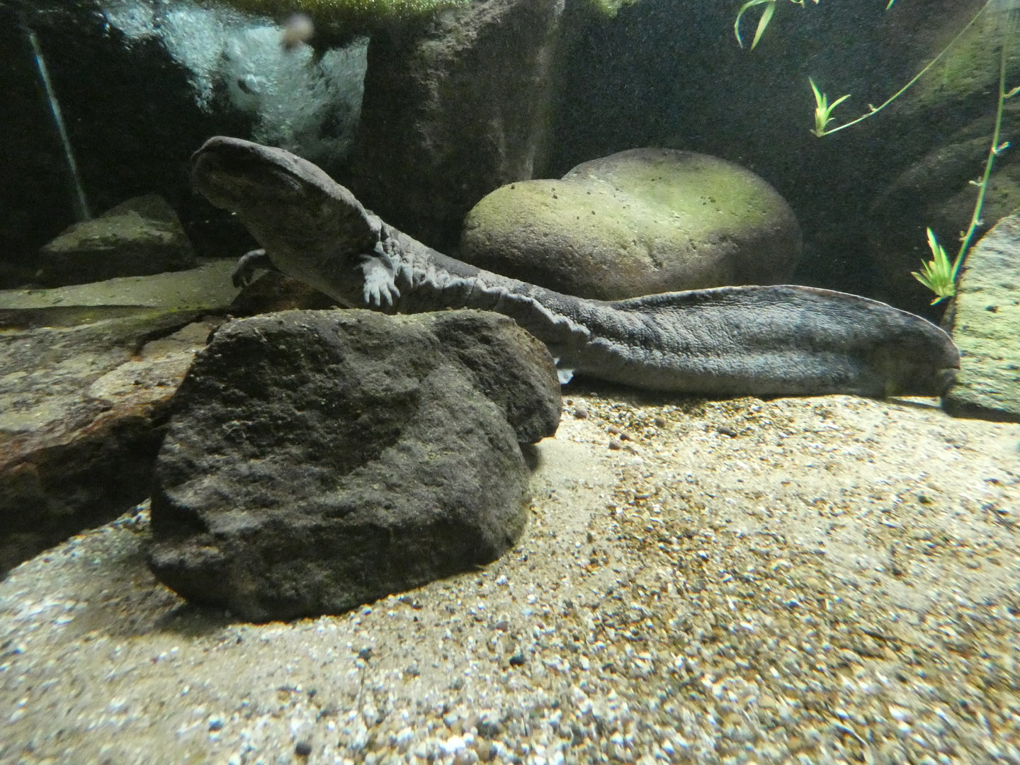 Chinese giant salamander