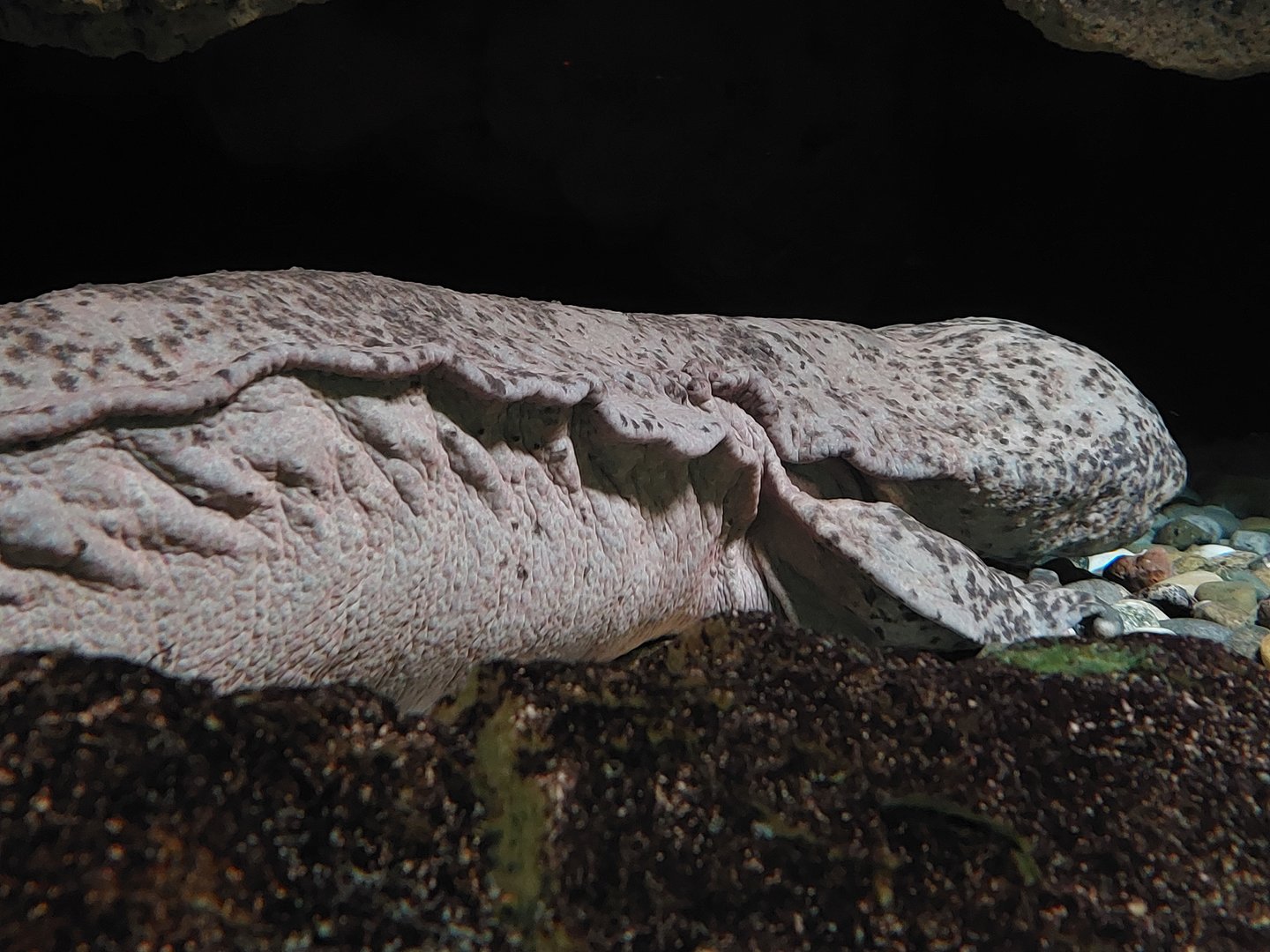 Chinese giant salamander