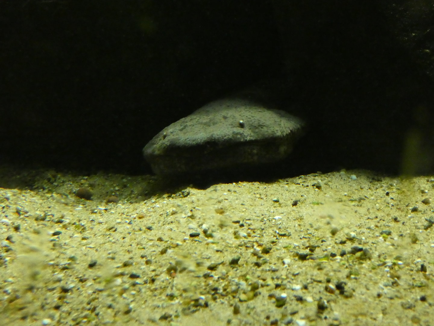 Chinese giant salamander