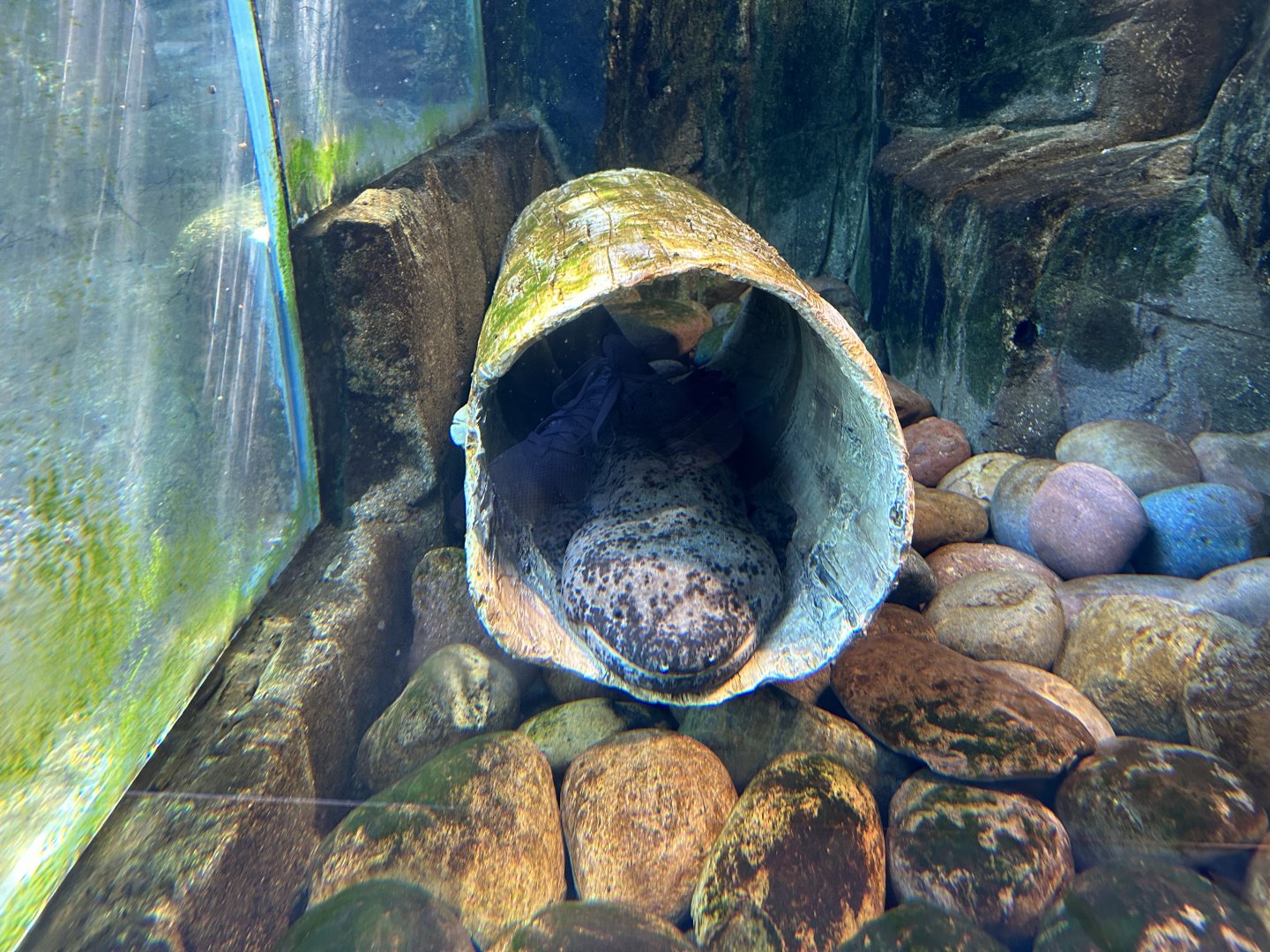 Chinese Giant Salamander