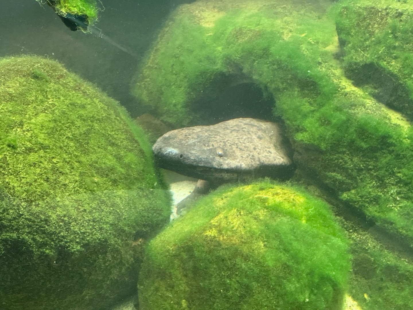 Chinese Giant Salamander