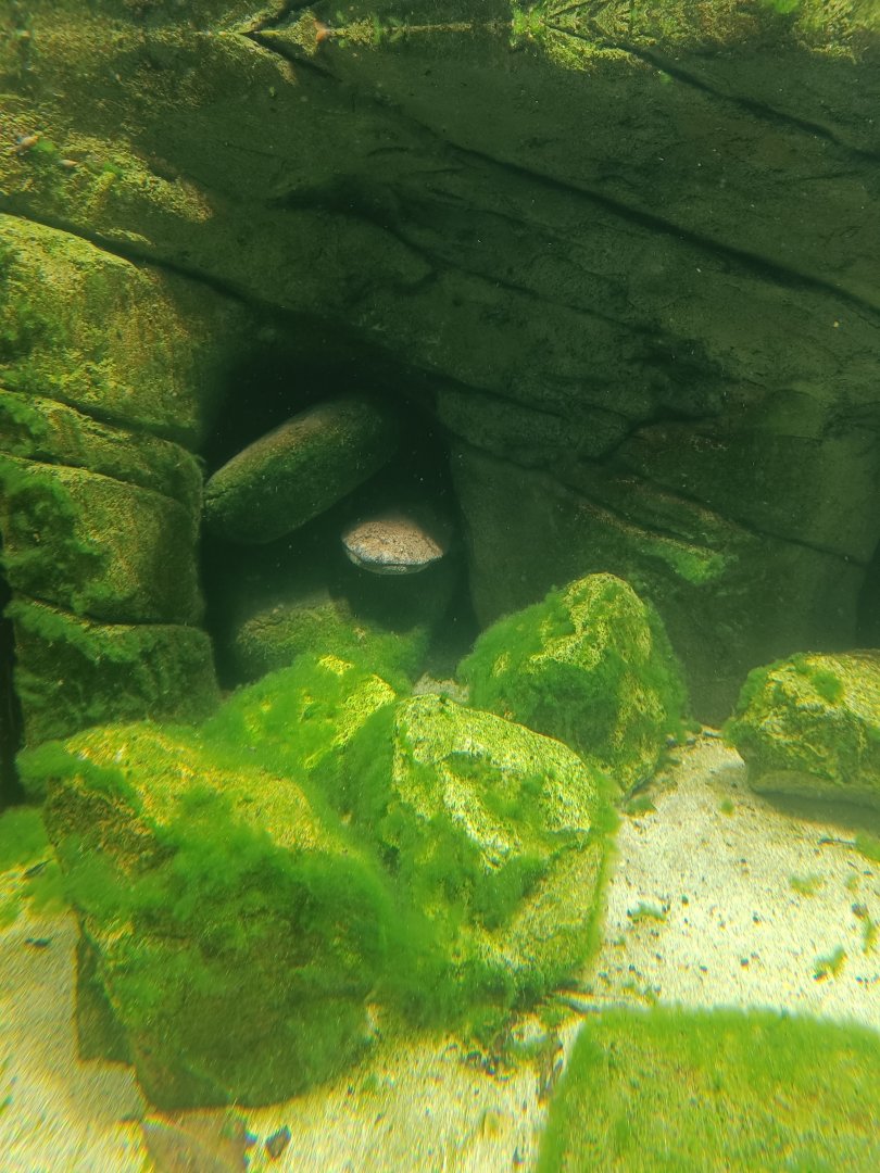 Chinese Giant Salamander