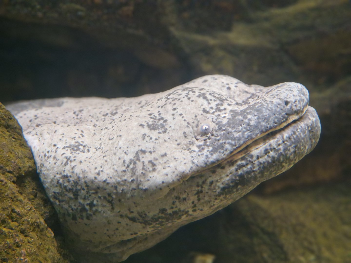 Chinese Giant Salamander