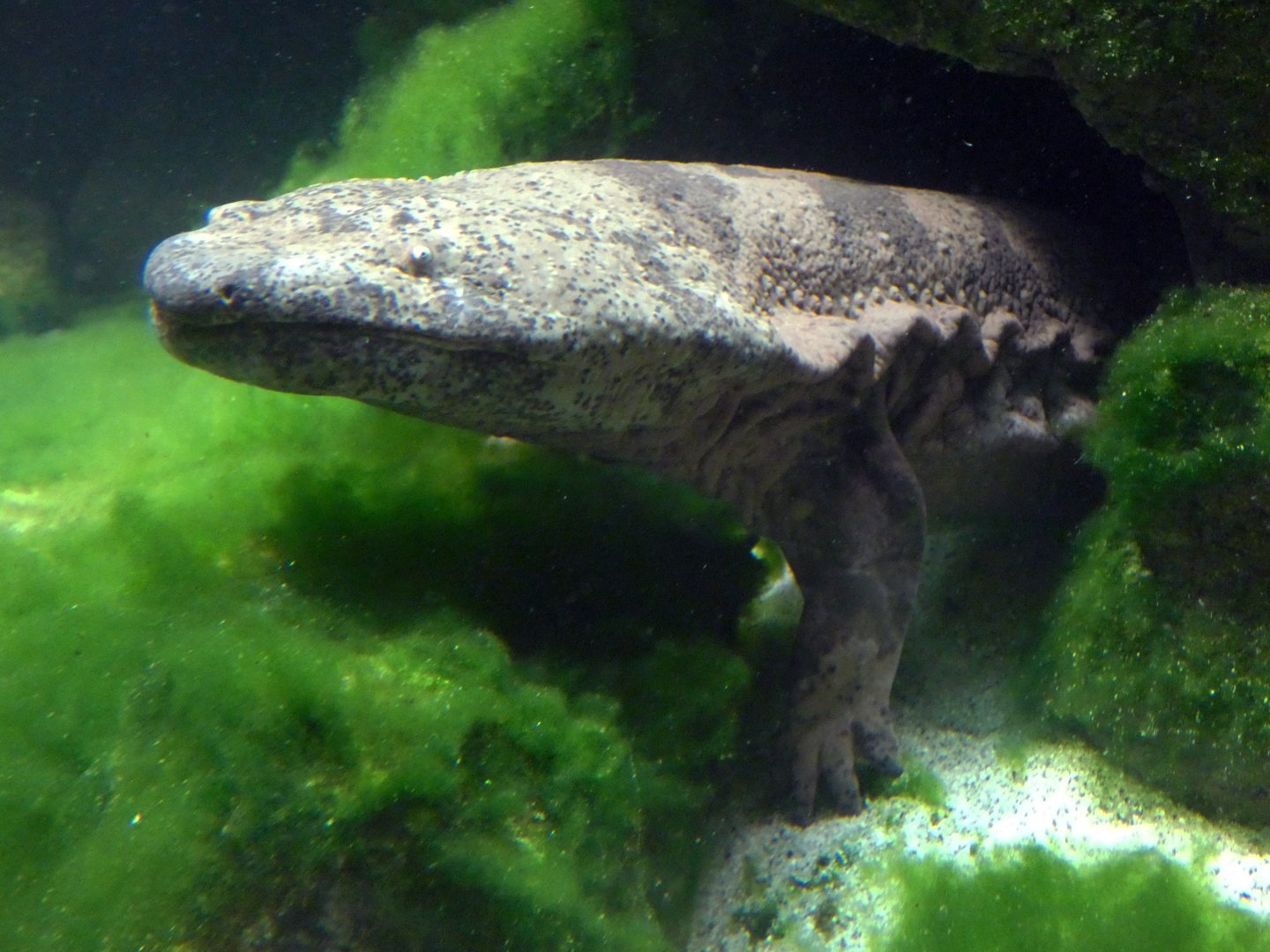 Chinese giant salamander