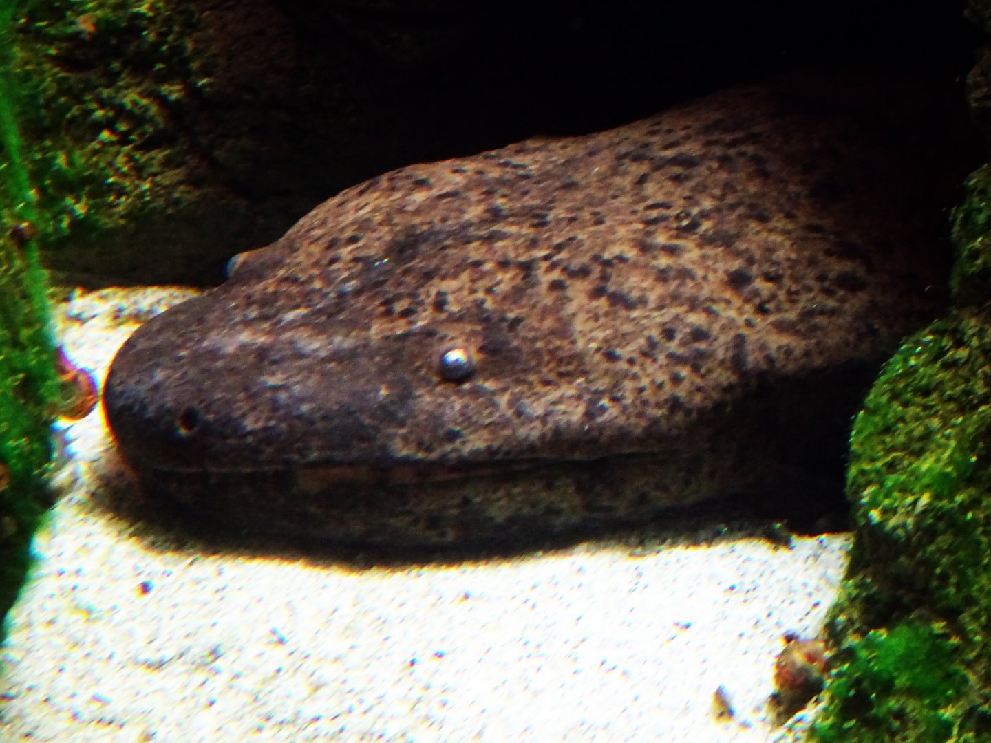 Chinese Giant Salamander