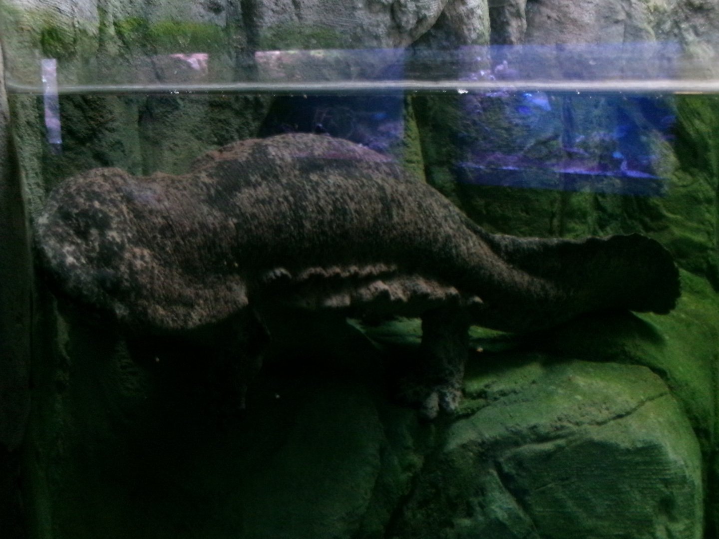 Chinese giant salamander