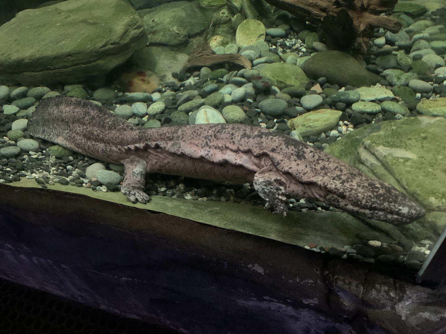 Chinese giant salamander
